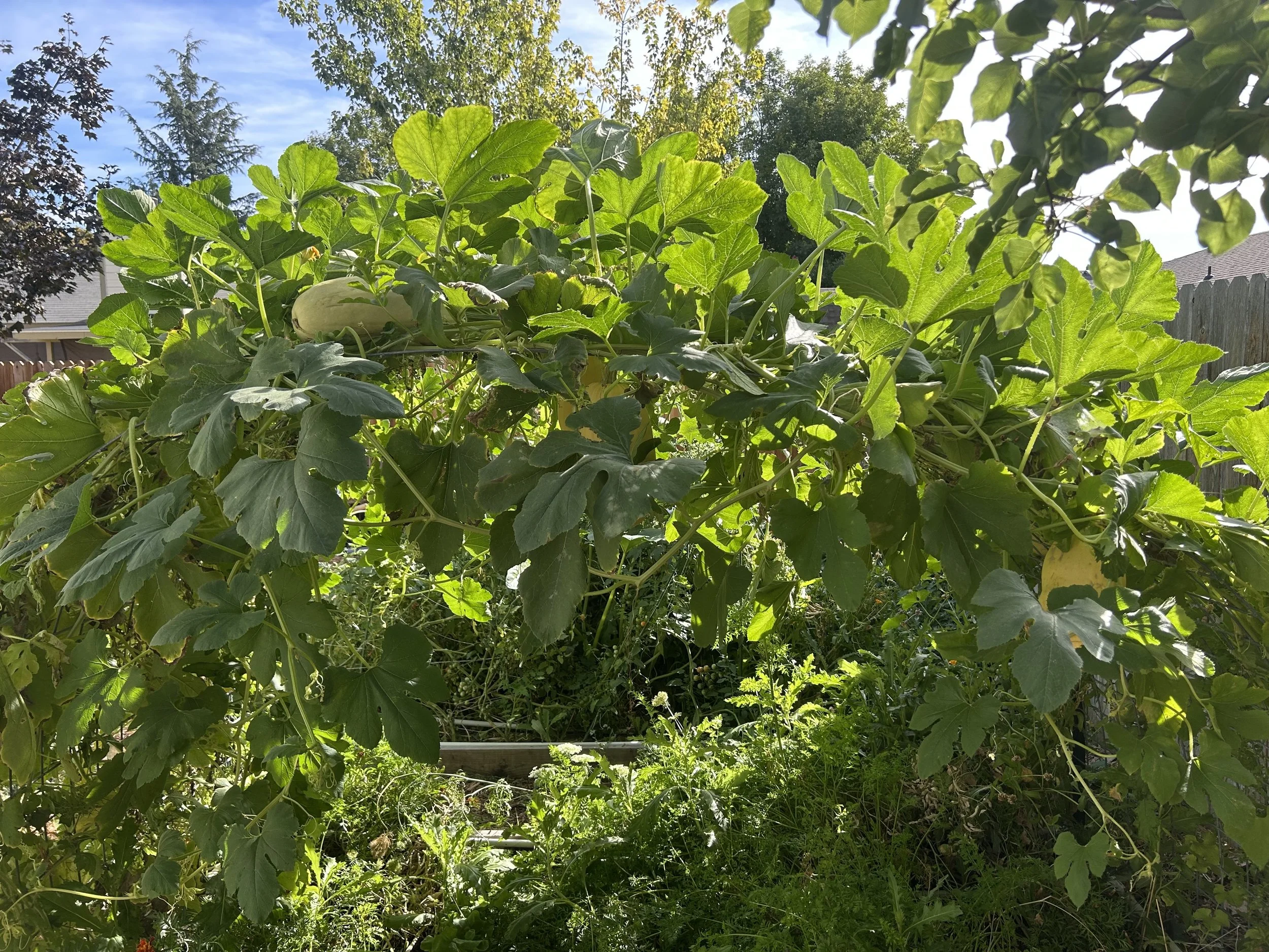 squash progress.jpeg