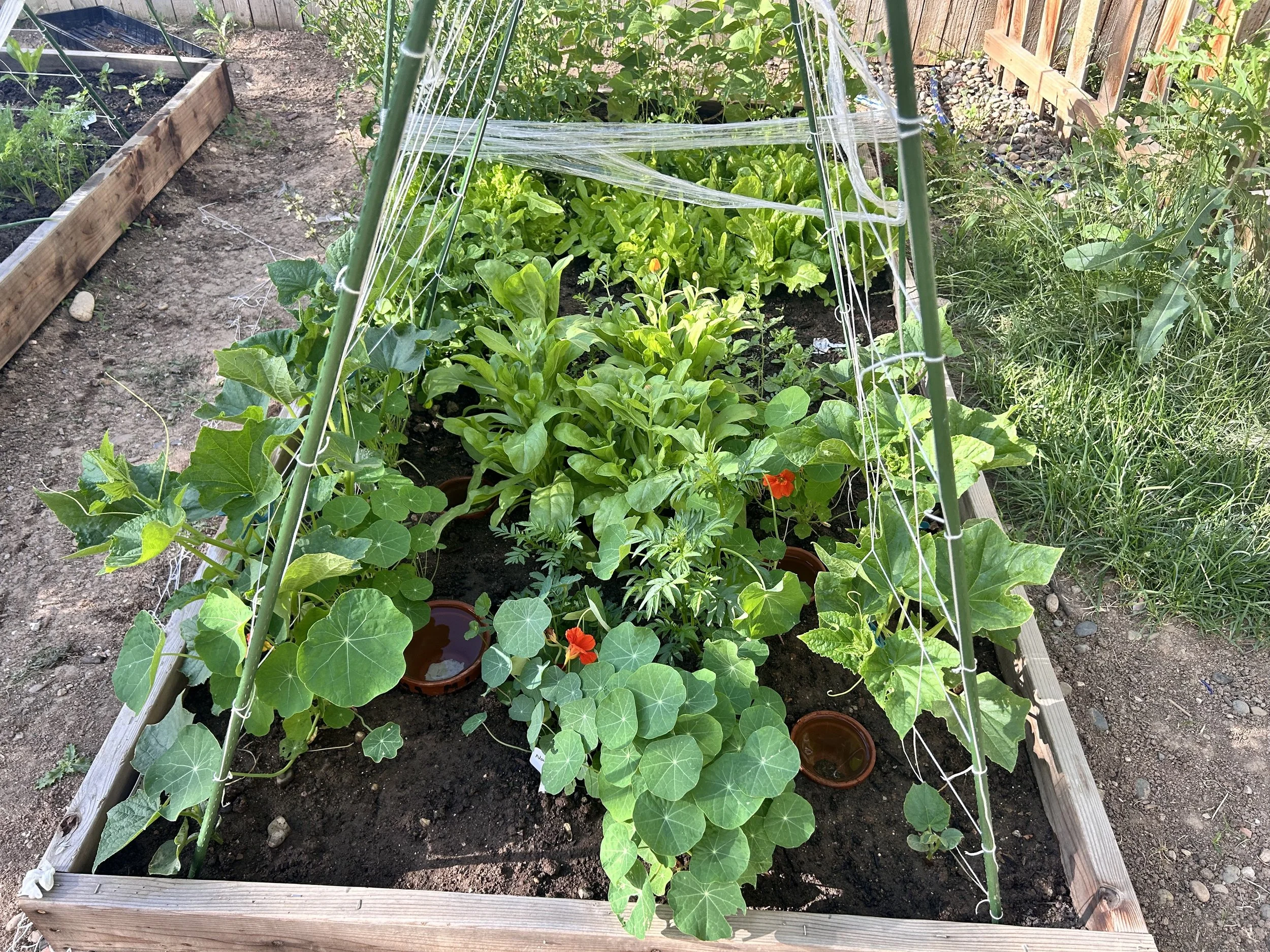 Trellis tower beginning.jpeg