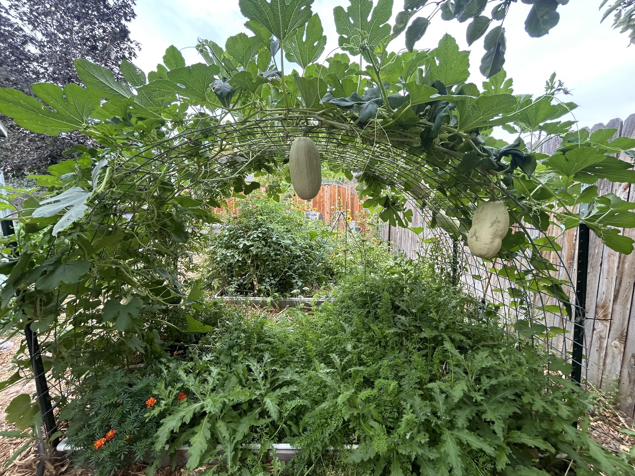 Beginning Spaghetti.jpeg