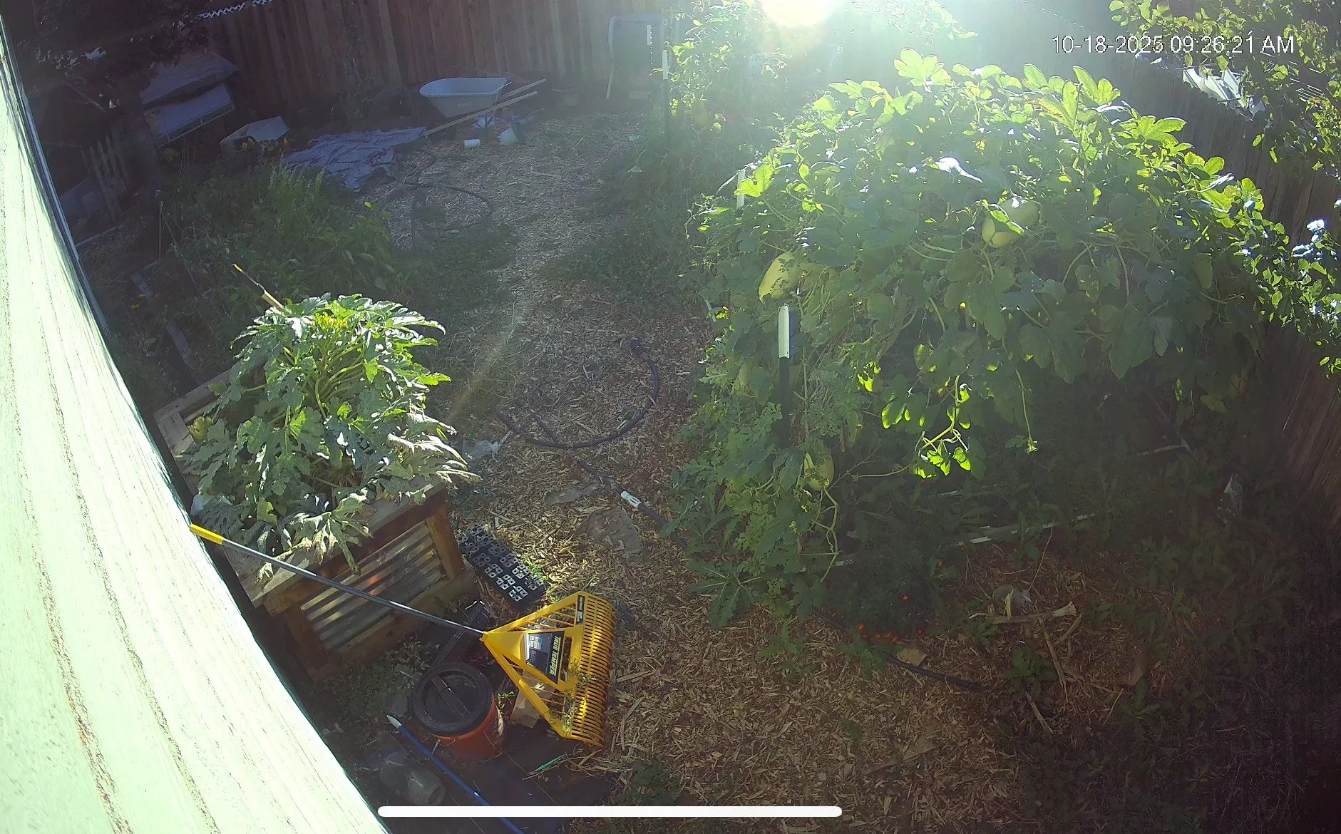 End season yard view.jpeg