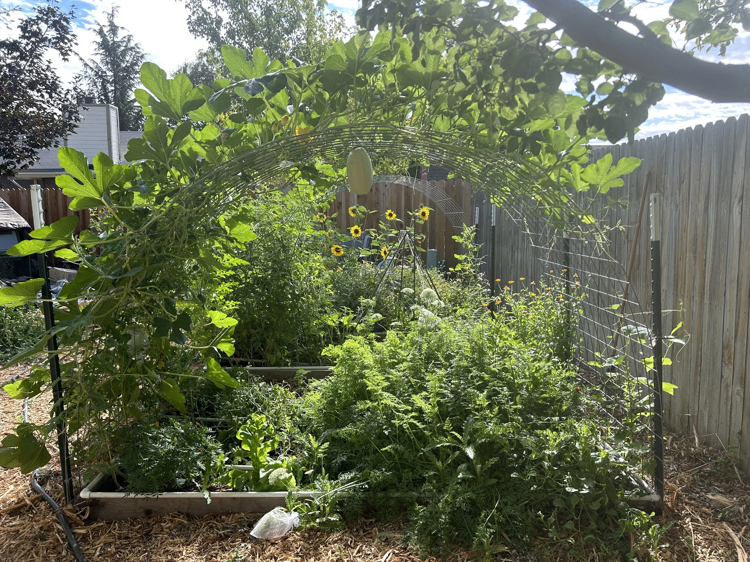 midway squash trellis.jpeg