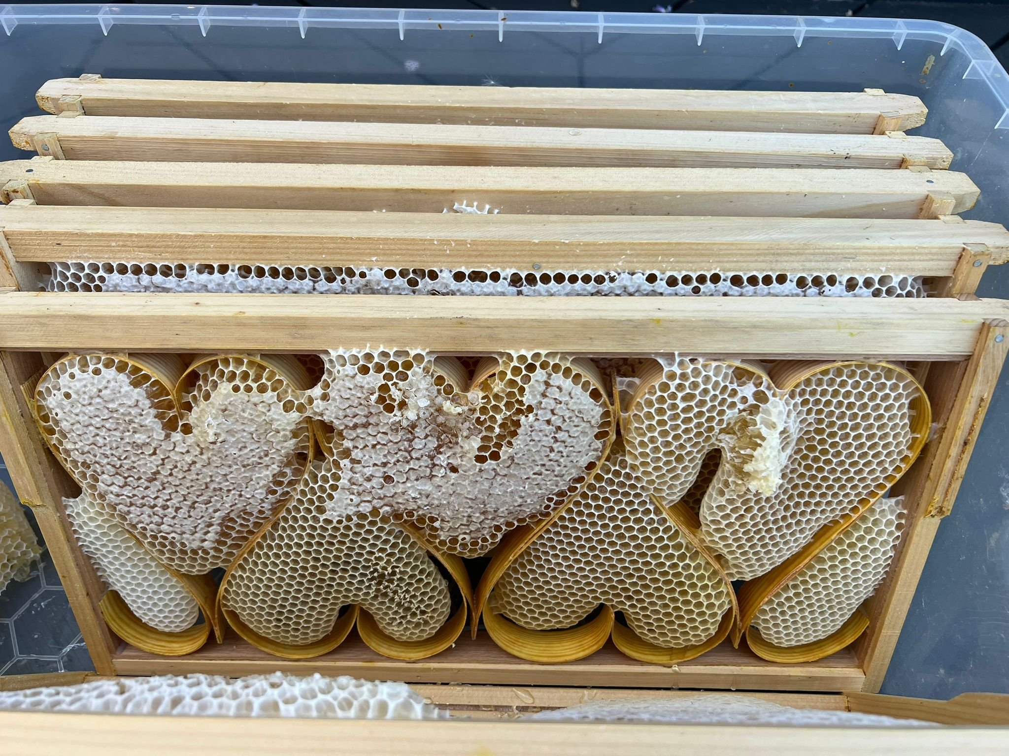 5 large Honey hearts in a super frame