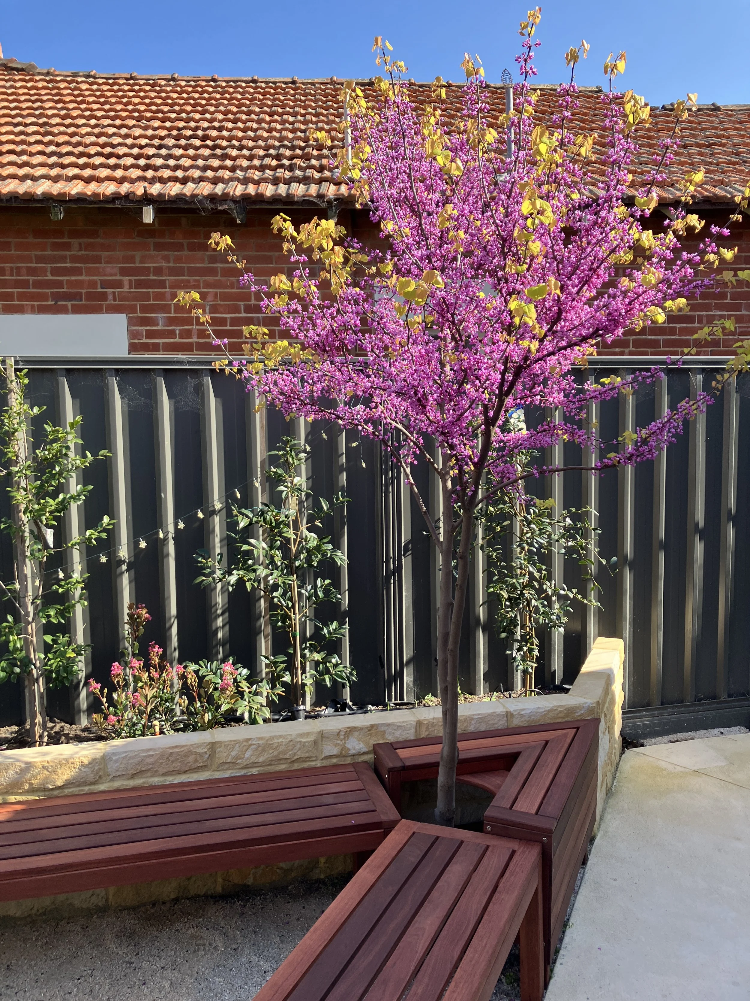 Tree surround and benches

