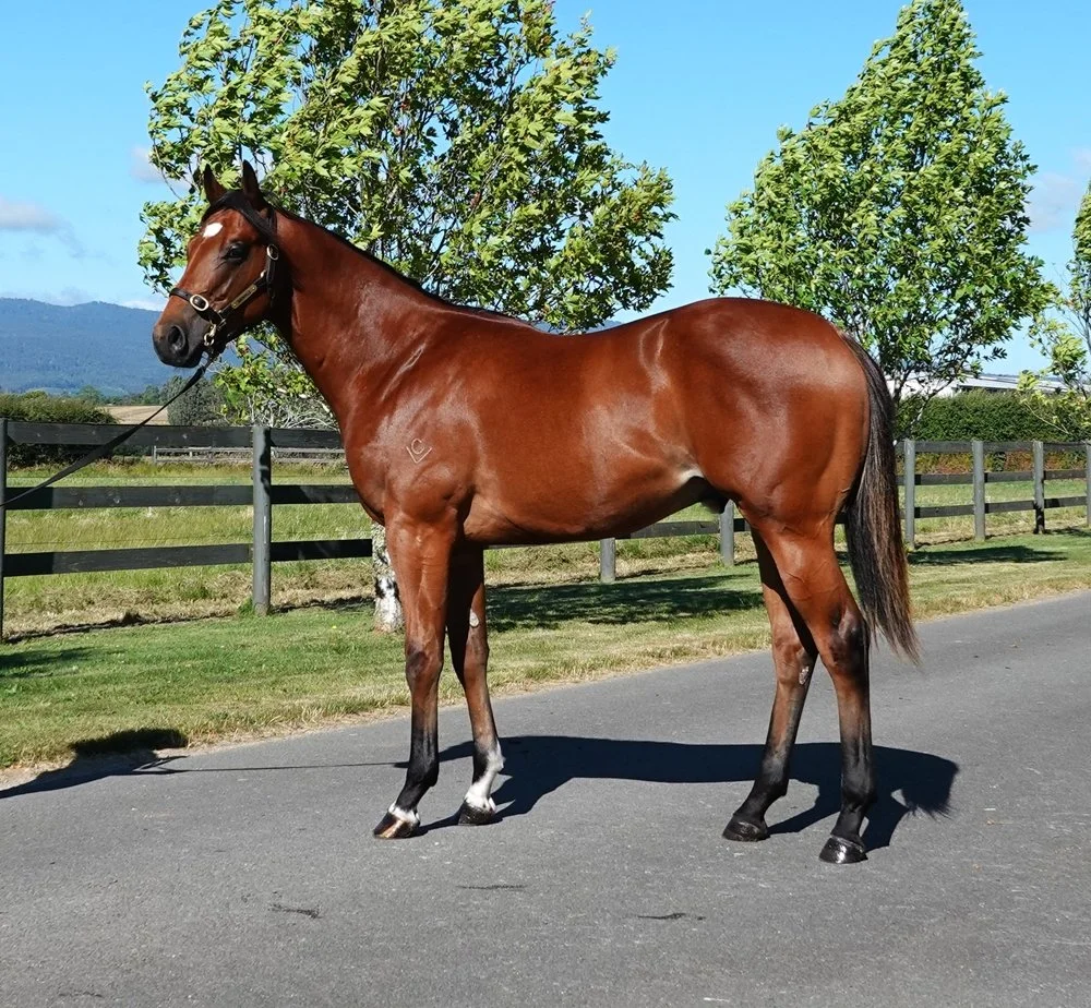 A brown horse with a black mane and tail standing on a paved road, with green trees and a wooden fence in the background under a clear blue sky.
