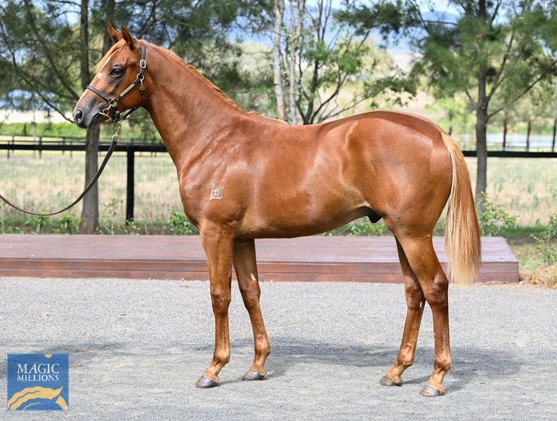 STAY INSIDE x THE AMAZONIAN (COLT)