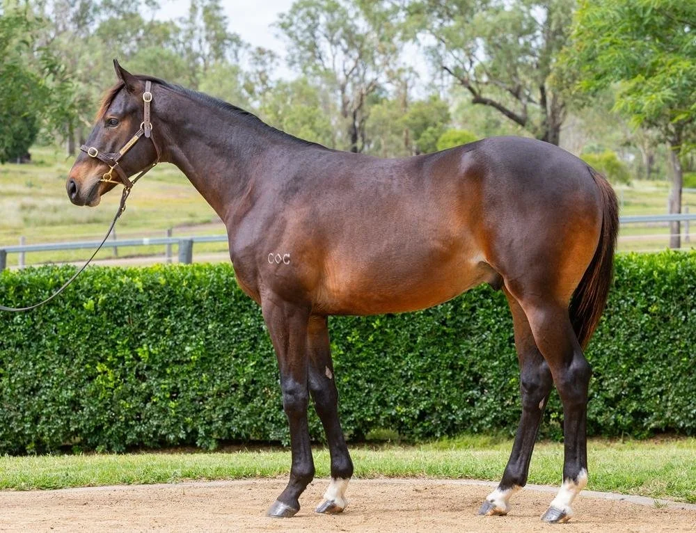 A brown horse with a black mane and tail standing on a dirt path, surrounded by green bushes and trees.
