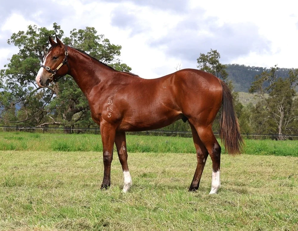 Spirit of Boom - Flamenco Girl (colt).jpg