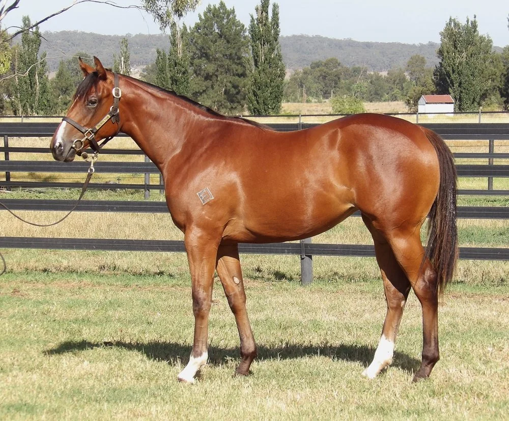 A brown horse with a white mark on its face, standing on a grassy field with a black fence and trees in the background.