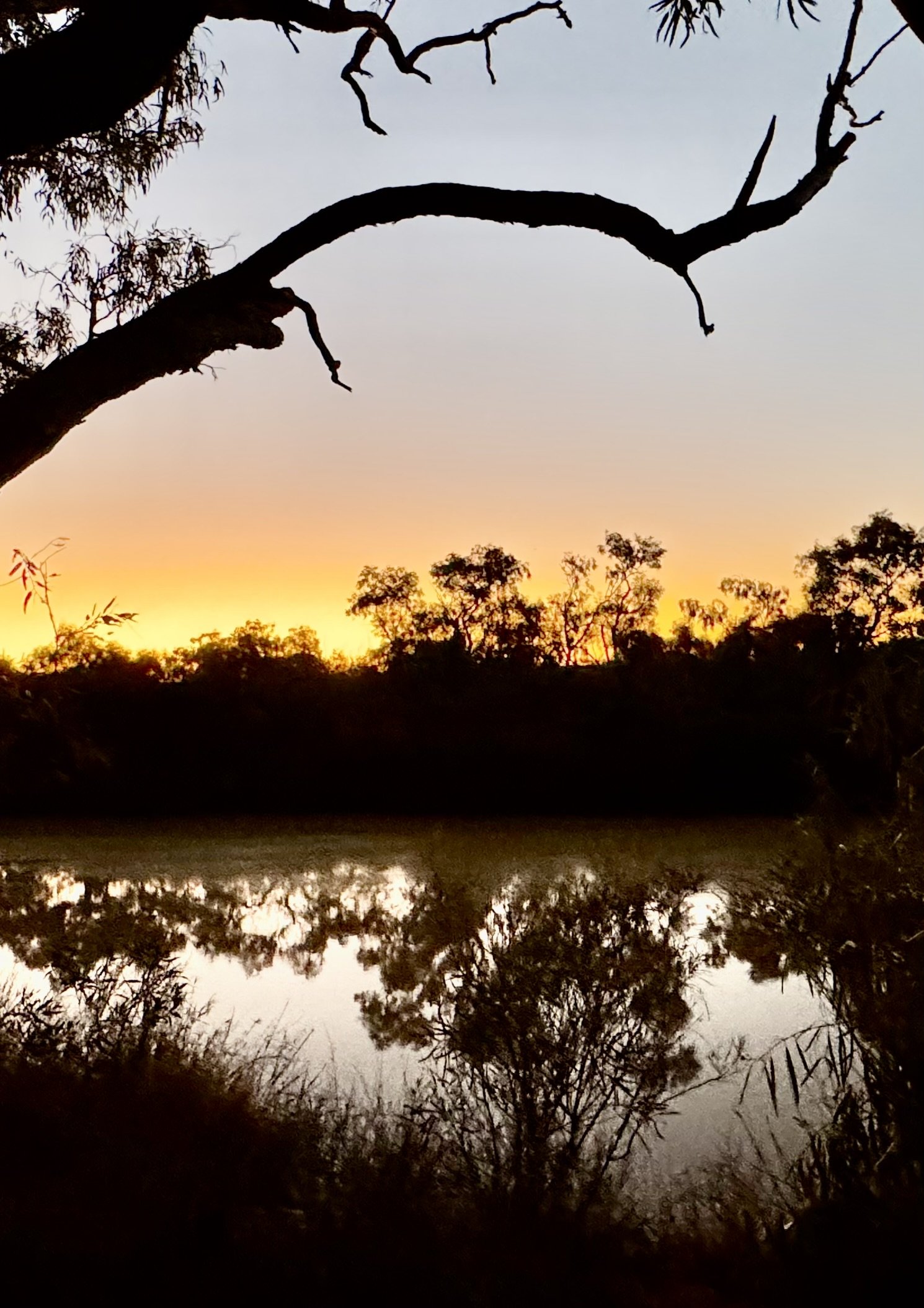 Silhouette of trees and branches at sunset over a calm body of water, reflecting the sky.
