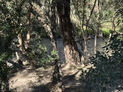 A wooded area with trees and a river flowing through it, sunlight filtering through the leaves.