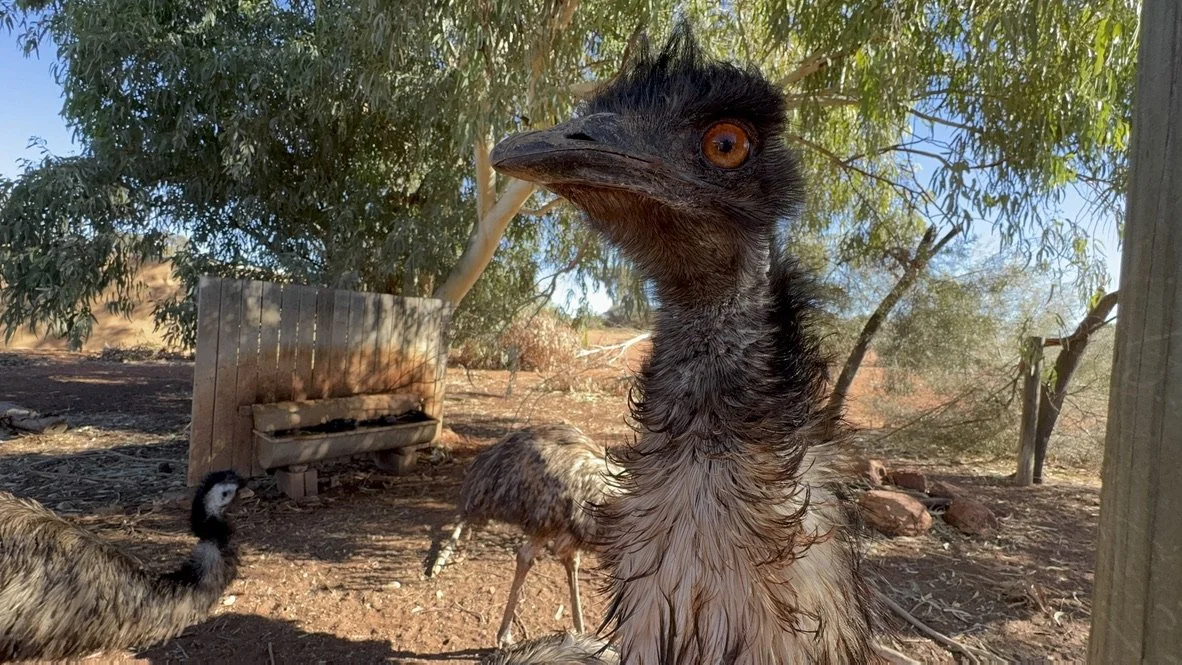 Close-up of an emu with wet feathers on a farm or zoo grounds, with other birds and trees in the background.