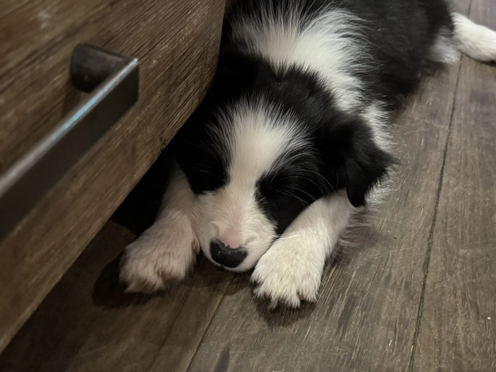 A black and white puppy sleeping on a wooden floor, with its head and one paw tucked under a piece of furniture.