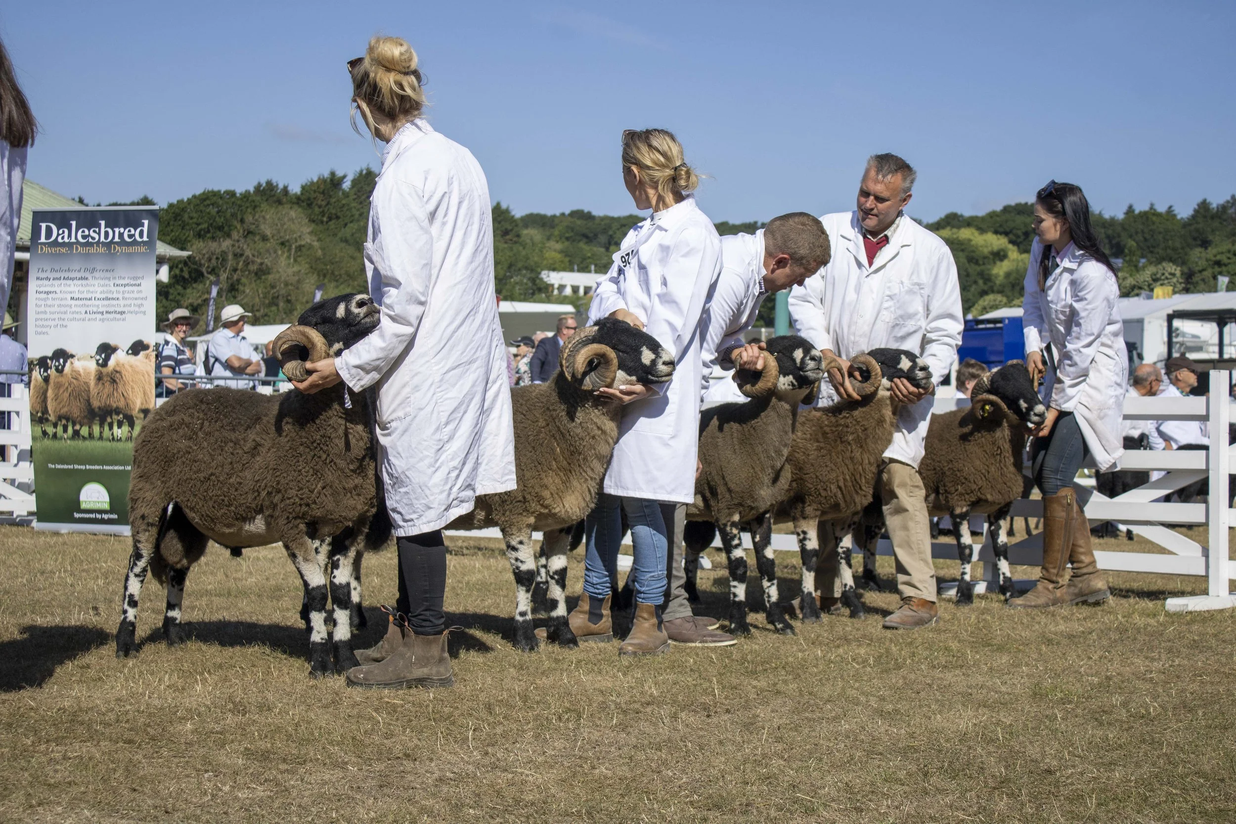 People in white coats handling Dalesbred sheep in a livestock show or competition outdoors, with a sign about sheep breeds in the background and some spectators in the distance.
