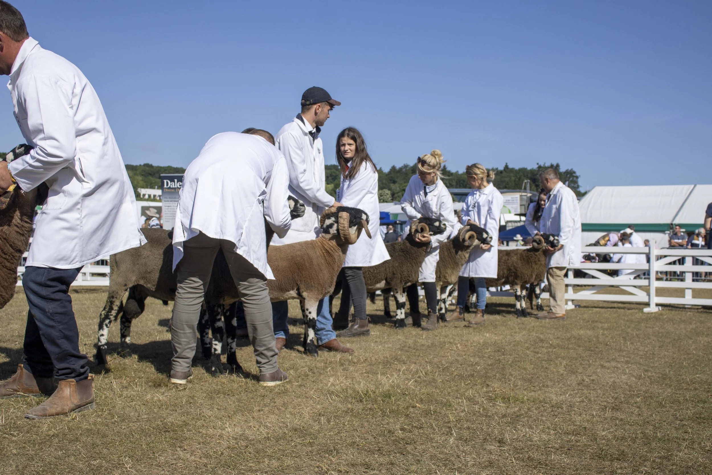 People participating in a Dalesbred sheep show, standing in a line holding sheep, outdoors on a sunny day.