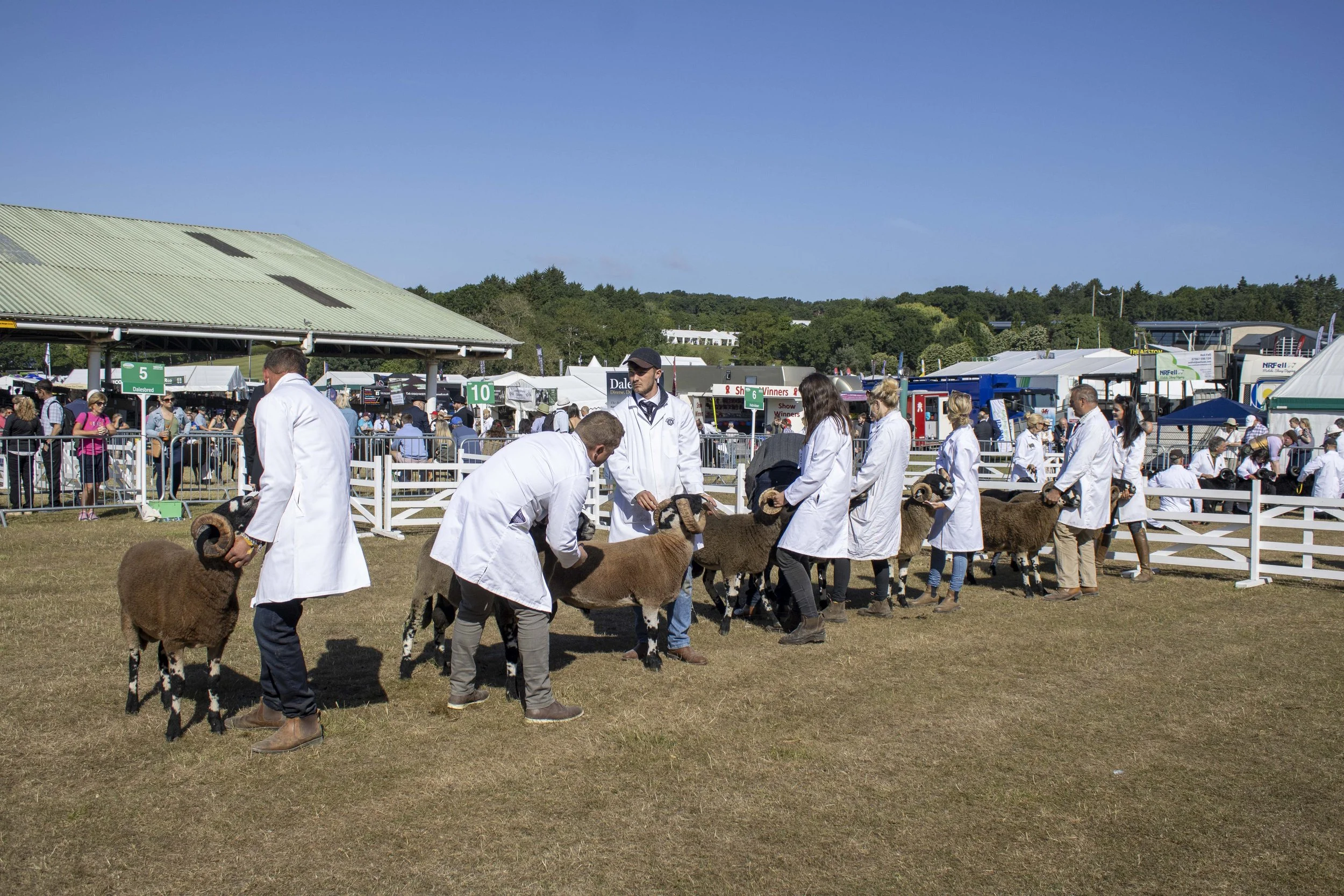 People in white coats presenting Dalesbred sheep at an outdoor livestock show.