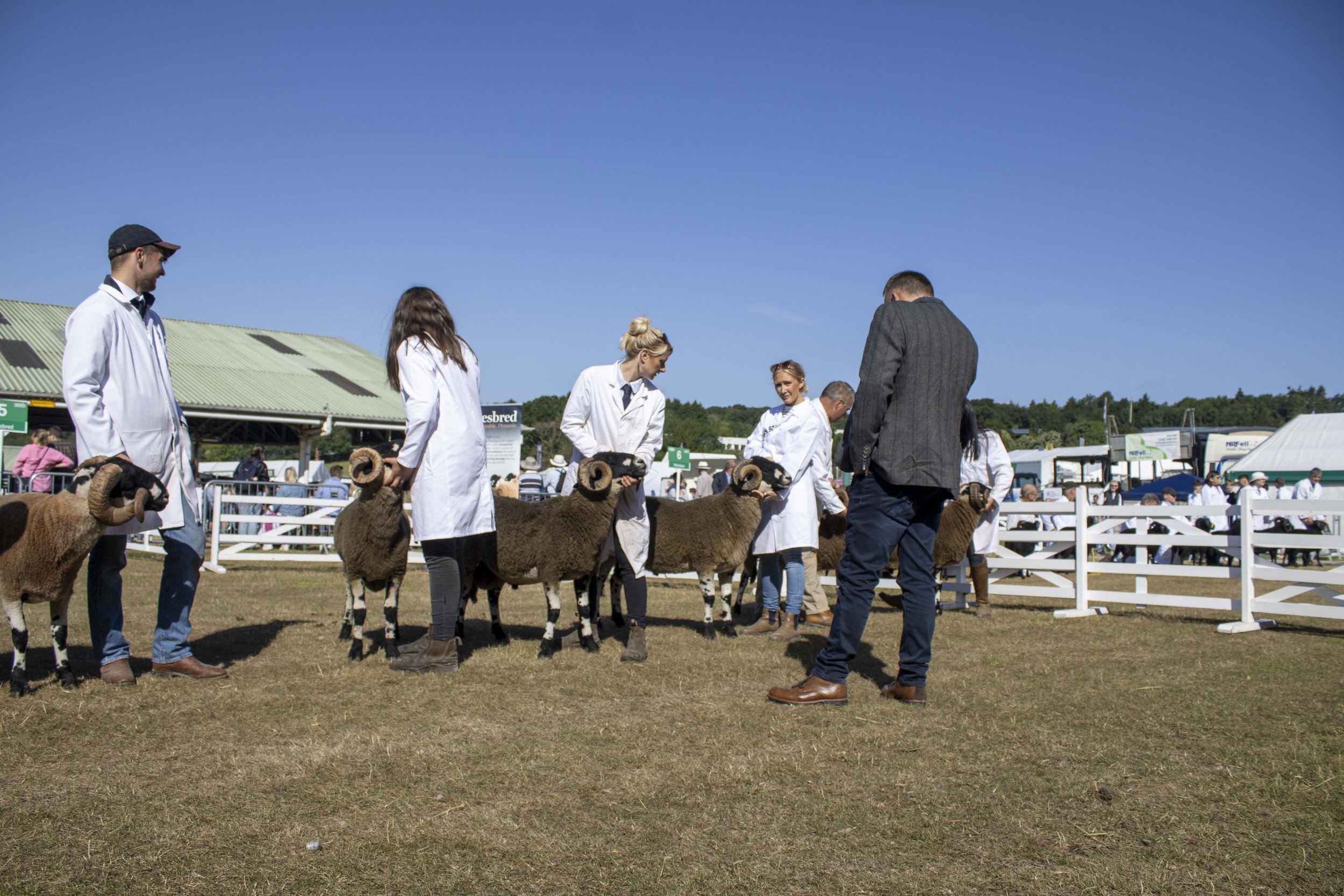 People dressed in white coats showcasing Dalesbred sheep with ram horns at an outdoor livestock fair under a blue sky.
