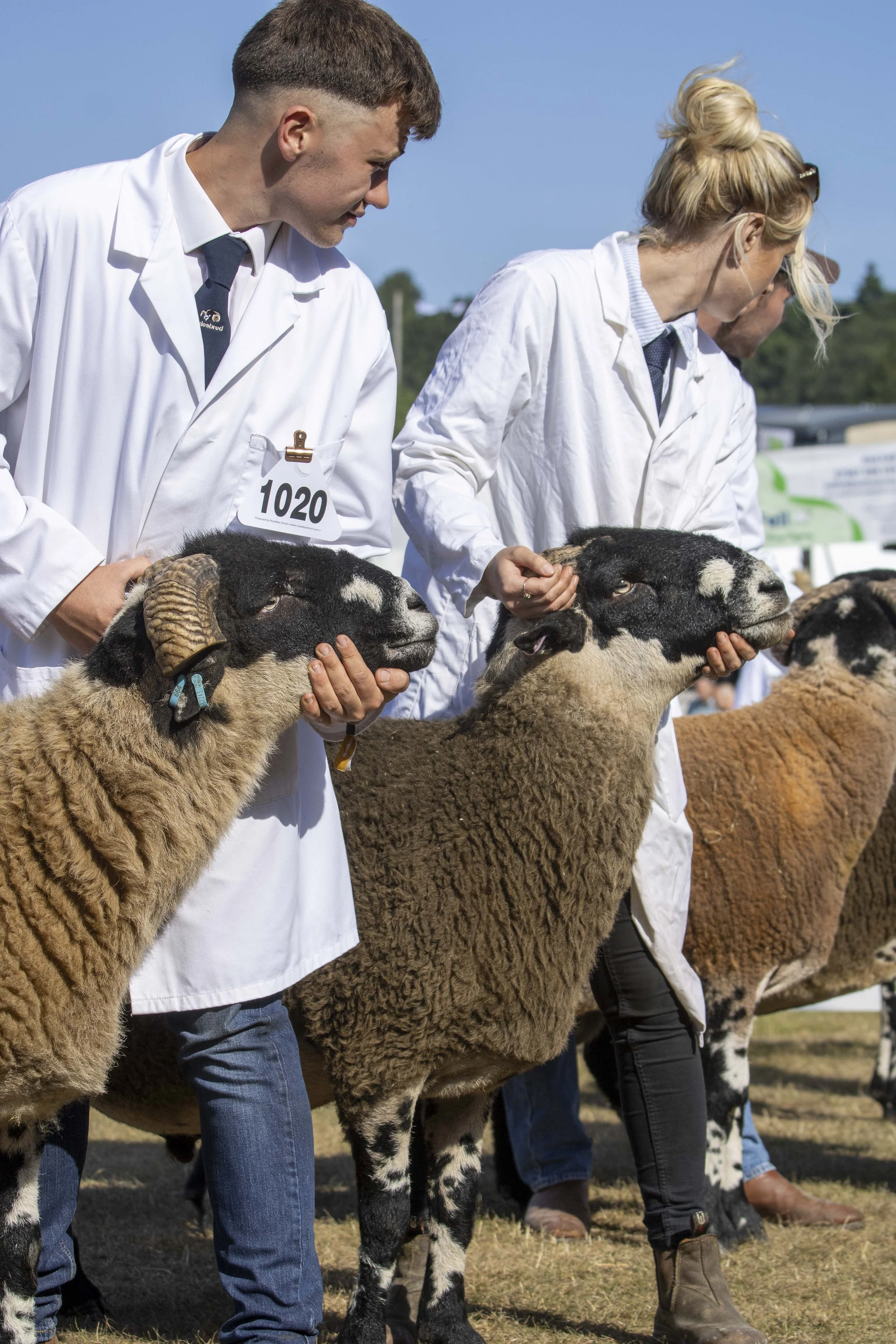 Two people in white coats handling Dalesbred sheep at an outdoor event, with other sheep lined up behind them.