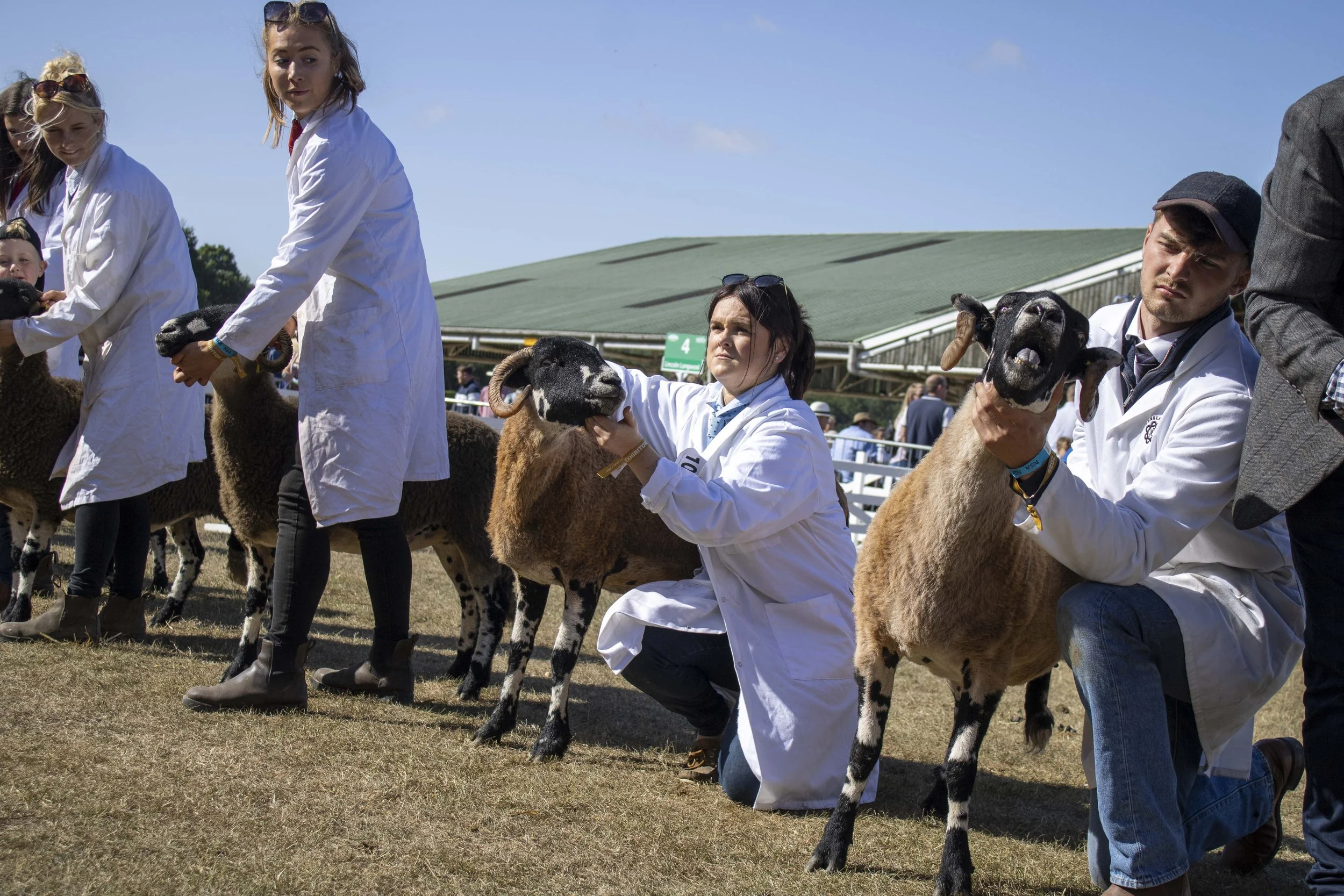 People at a livestock show or fair with sheep, some kneeling and holding sheep's heads, outdoors on a sunny day.