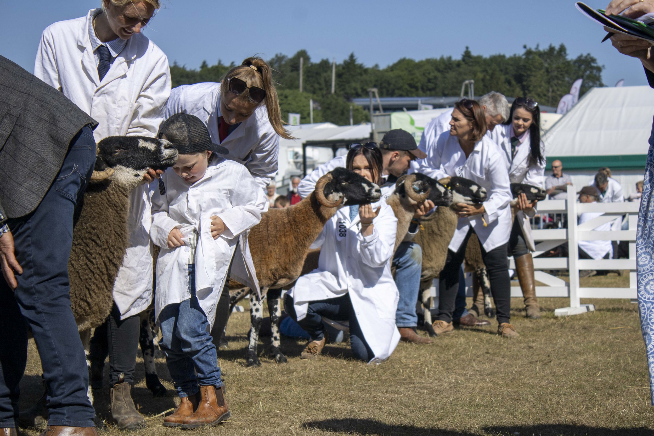People at a livestock show holding Dalesbred sheep with black faces and curled horns.