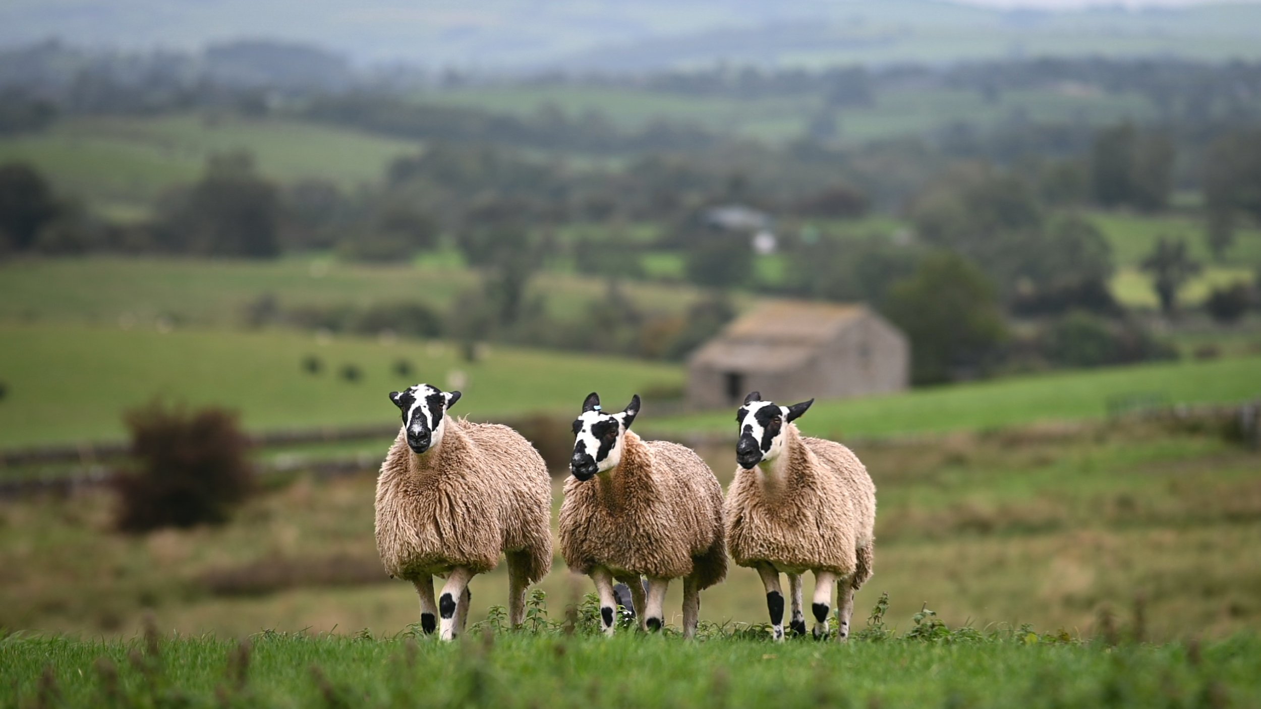 Dalesbred Mules, Dales Mules
