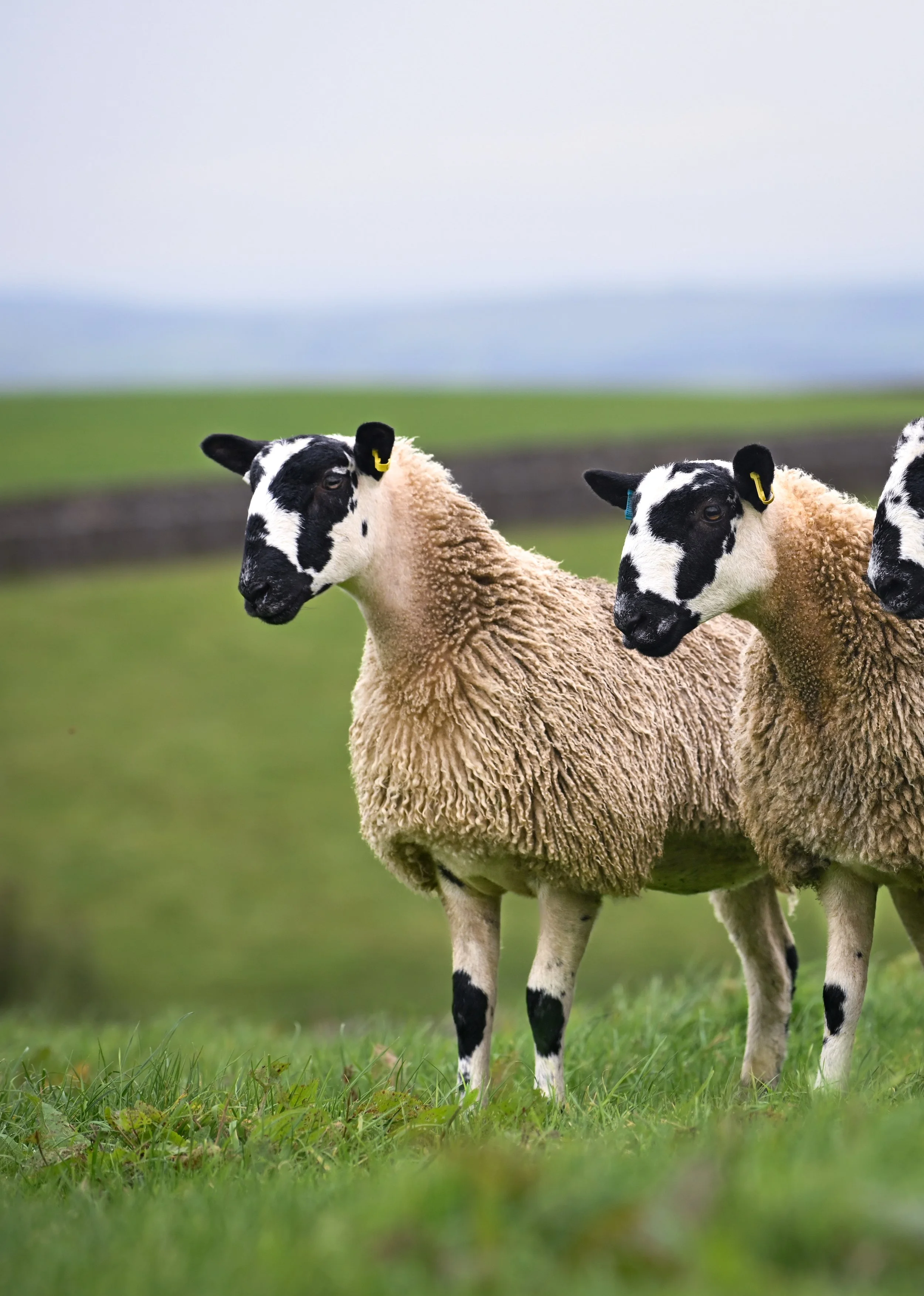 Dalesbred Mule Sheep - Dales Mules