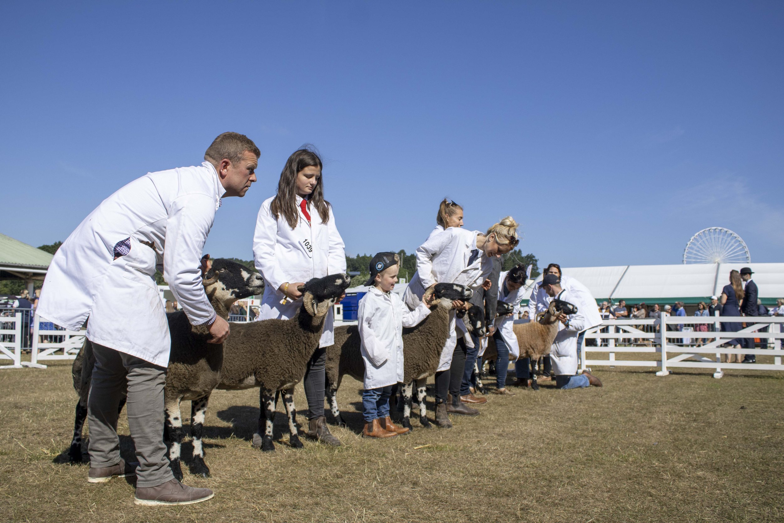 Group of people in white coats showing sheep at a fair, with blue sky in the background.