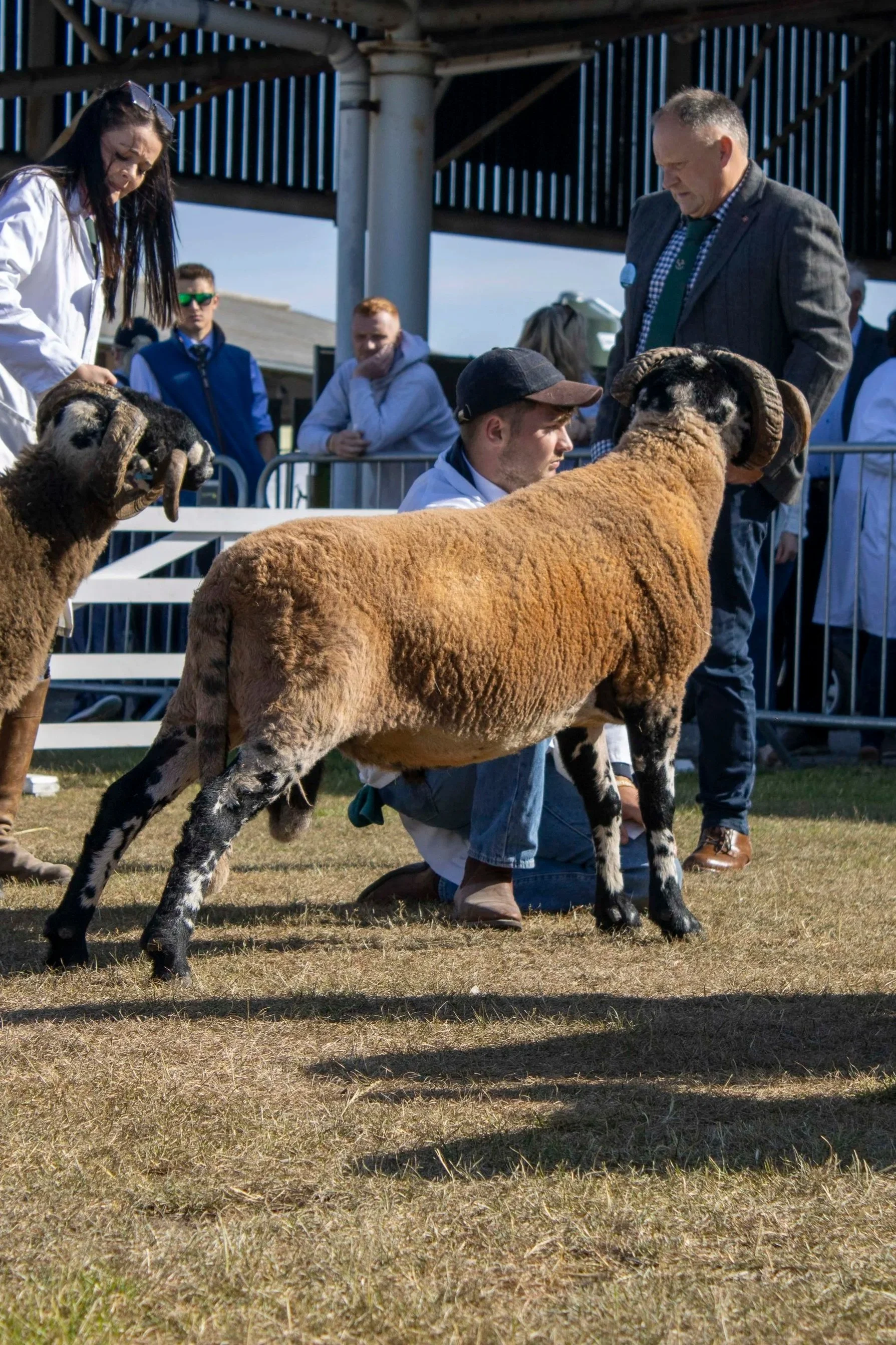 People at a Dalesbred sheep show, with a man kneeling next to a sheep and a woman inspecting the Dalesbred sheep's head, while others look on in the background.