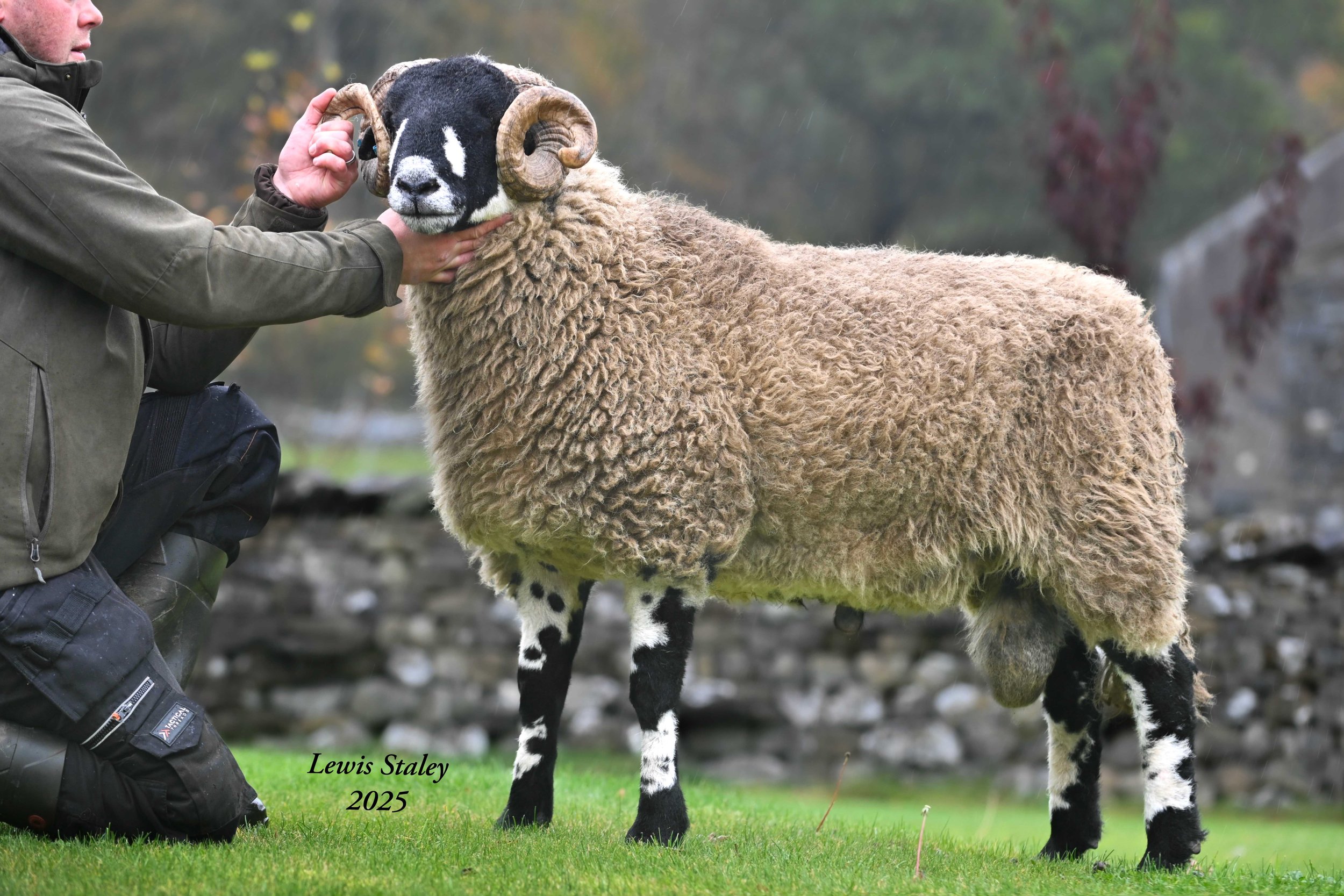 A person kneeling on grass holding a Dalesbred sheep's head, which has black and white markings and large curled horns, in an outdoor setting with trees and rocks in the background.