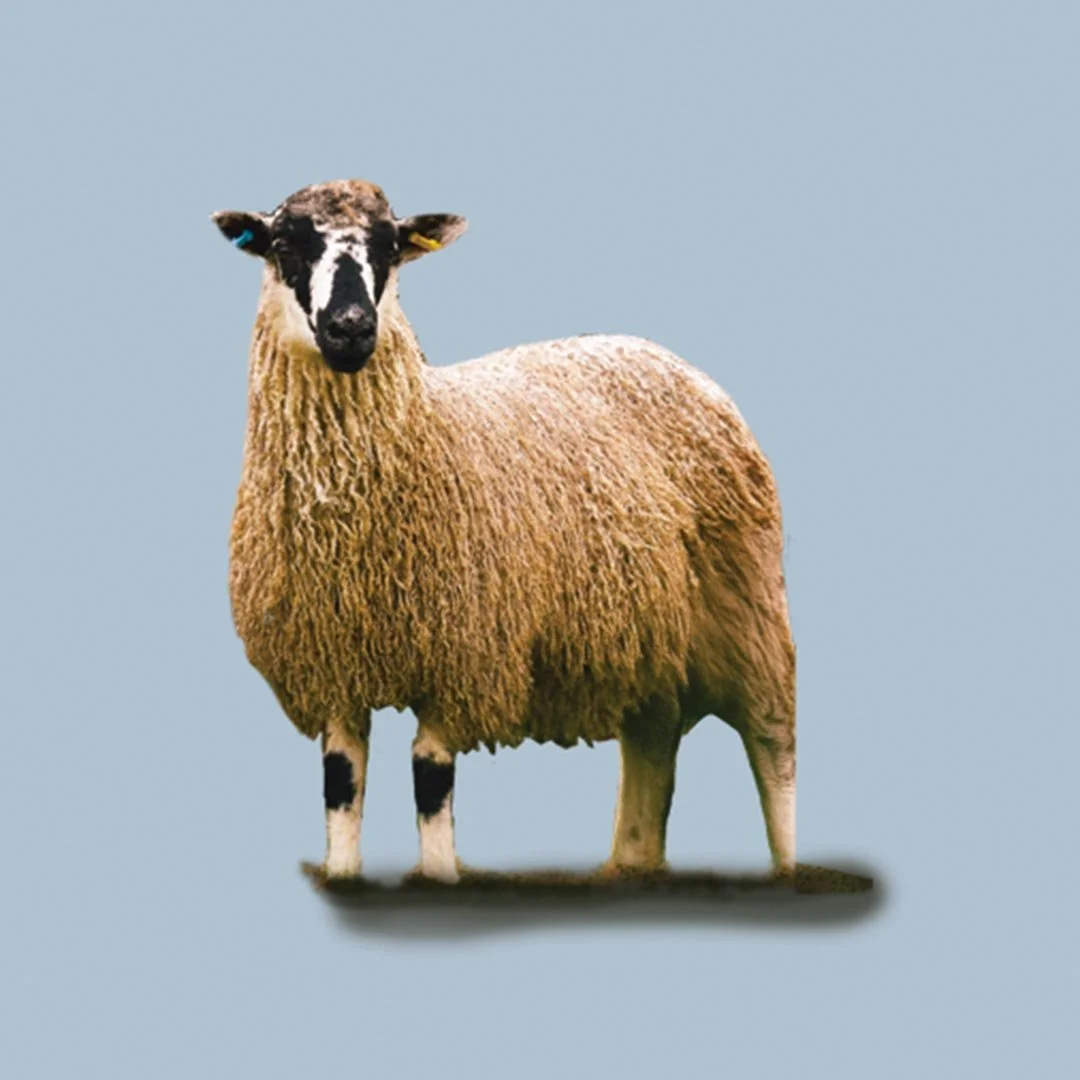 A Masham ewe