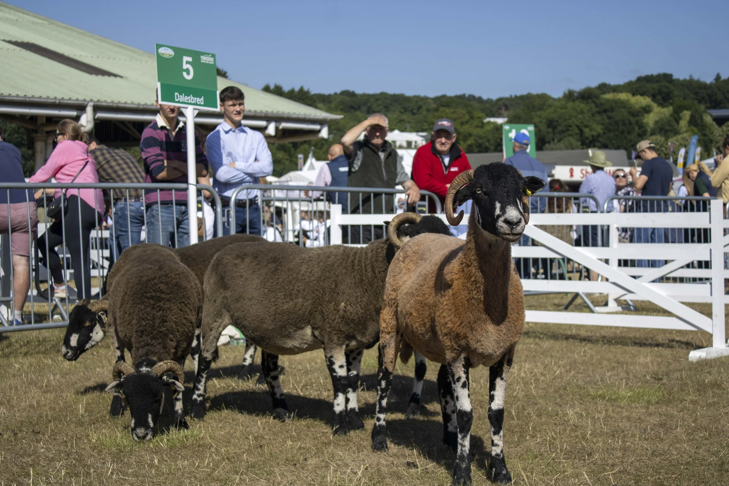 A group of sheep and a goat in a petting zoo or farm exhibit with people watching behind a white fence and green signs with numbers and places. The scene takes place on a sunny day with trees in the background.