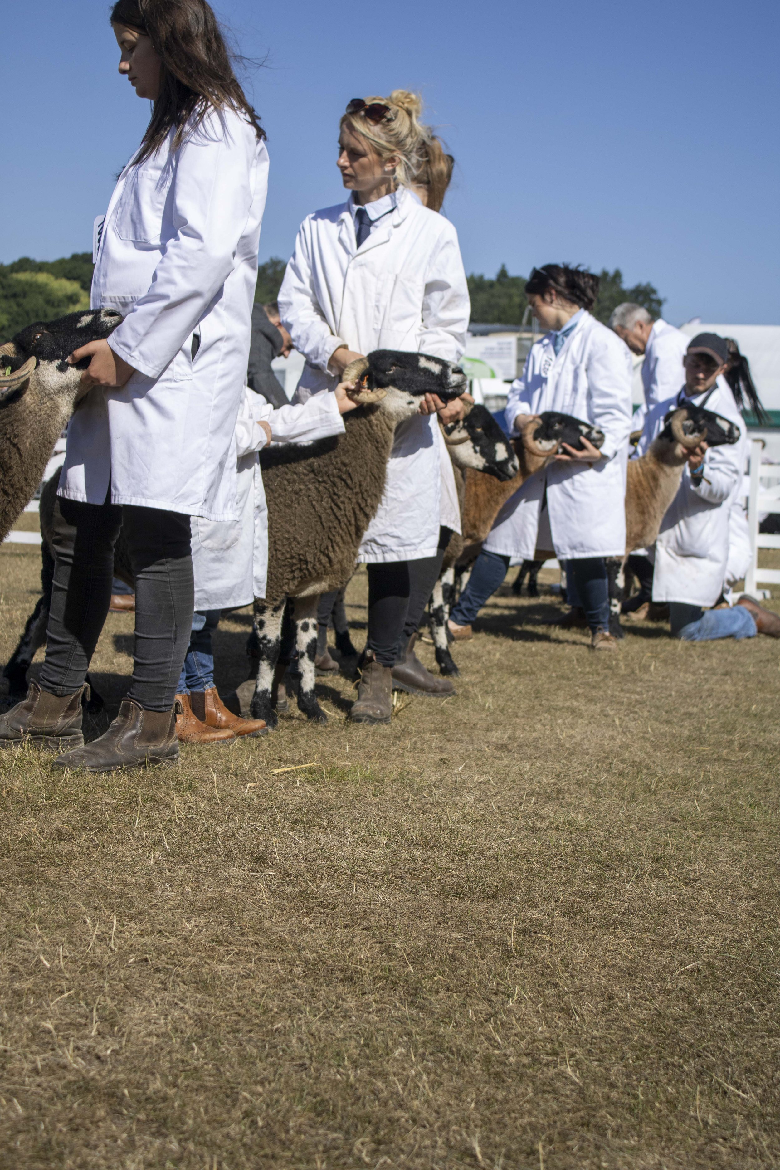 A group of people in white coats handling sheep at an outdoor event, with a clear blue sky and trees in the background.