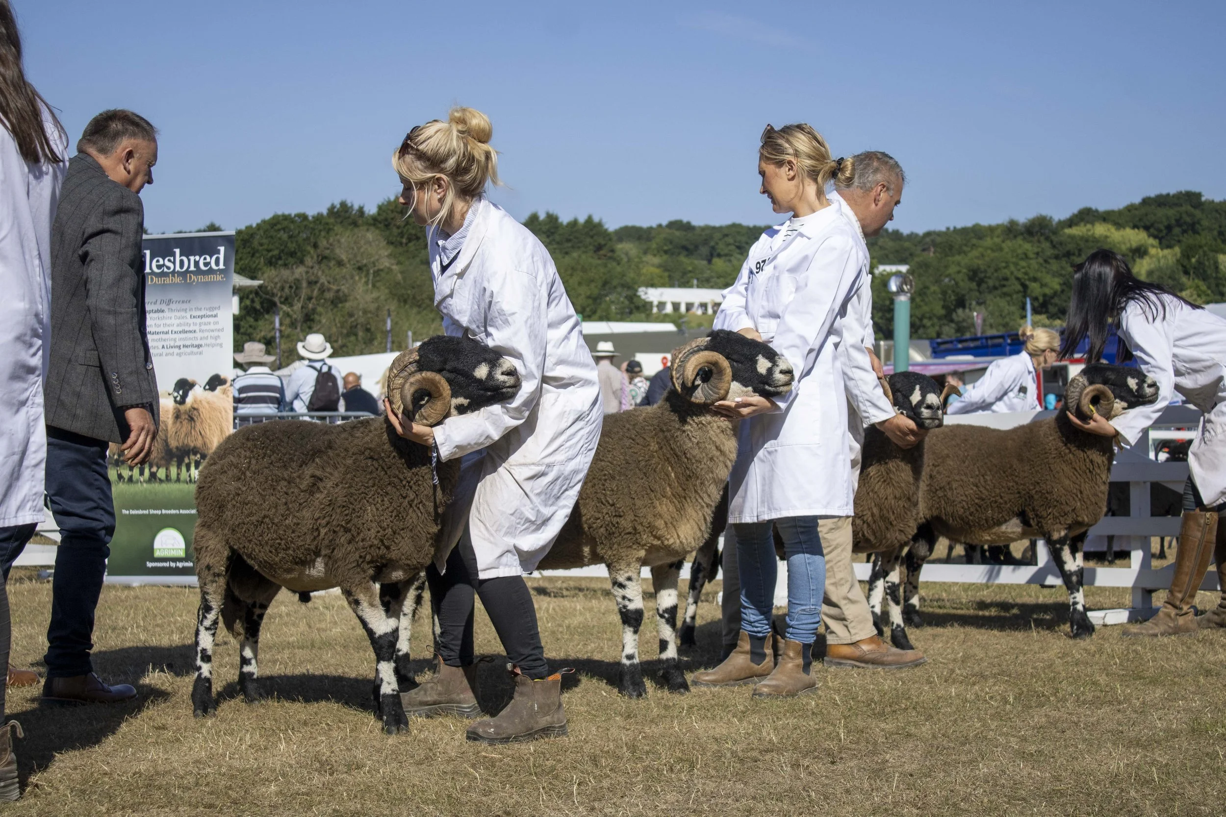 People participating in a Dalesbred sheep show, handling sheep with black faces and curled horns at an outdoor farm event.