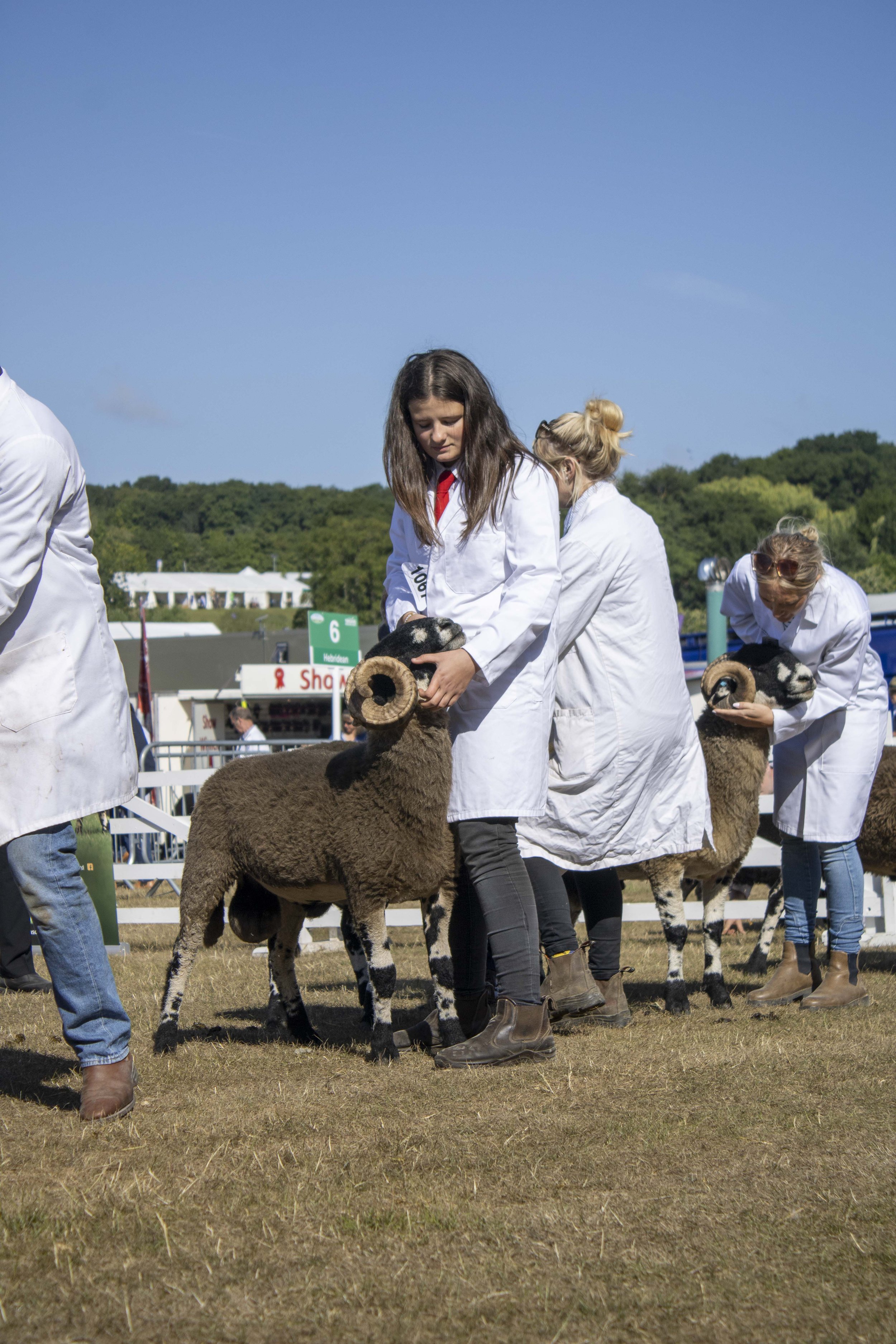 People participating in a Dalesbred sheep herding contest, holding sheep with curly horns, outdoors on a grassy field under a clear blue sky.