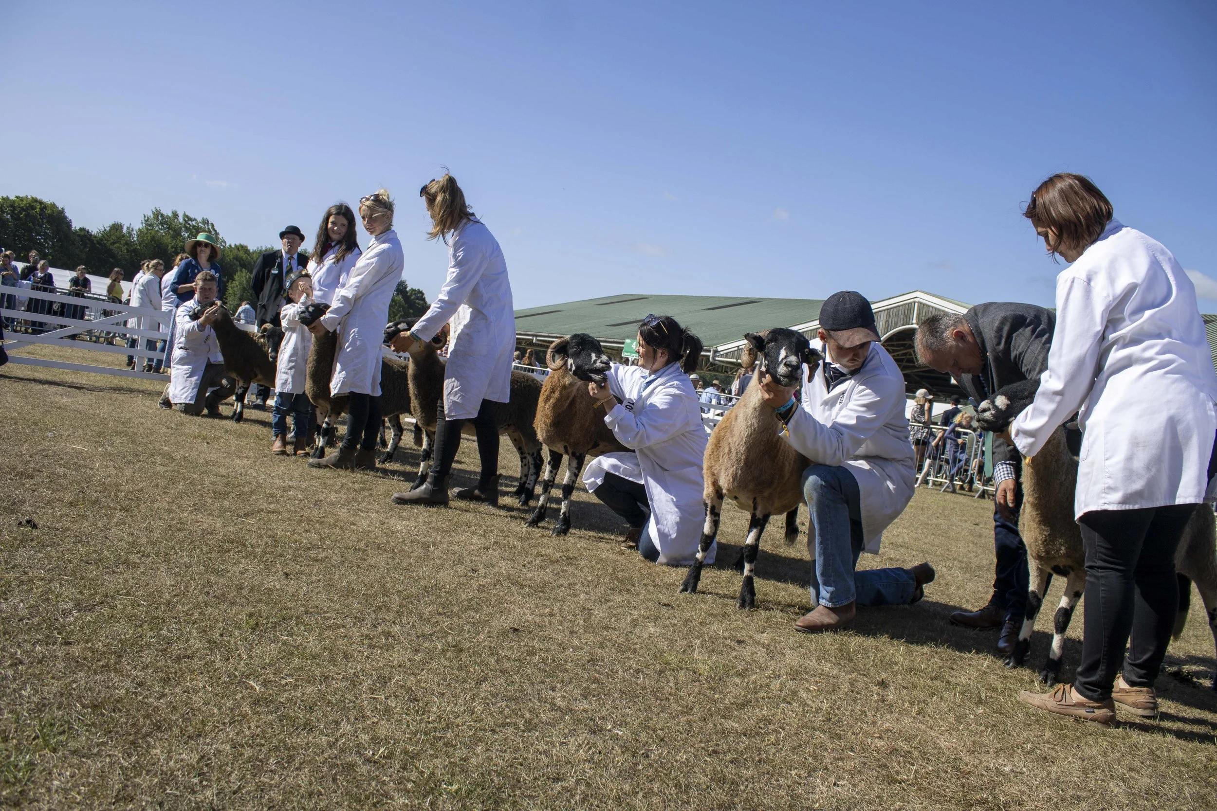 People participating in a livestock judging contest with sheep, outdoors on a sunny day, with a green-roofed structure and a crowd in the background.