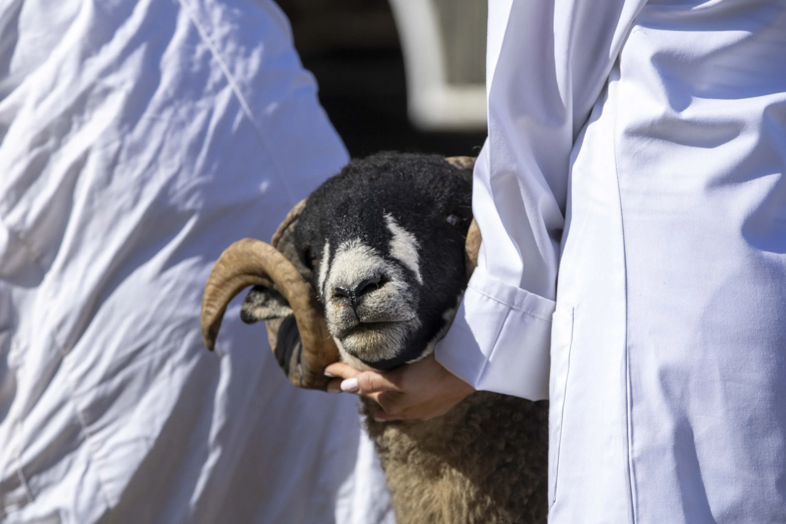 Person holding a black Dalesbred sheep with curved horns, close-up of the sheep's face.