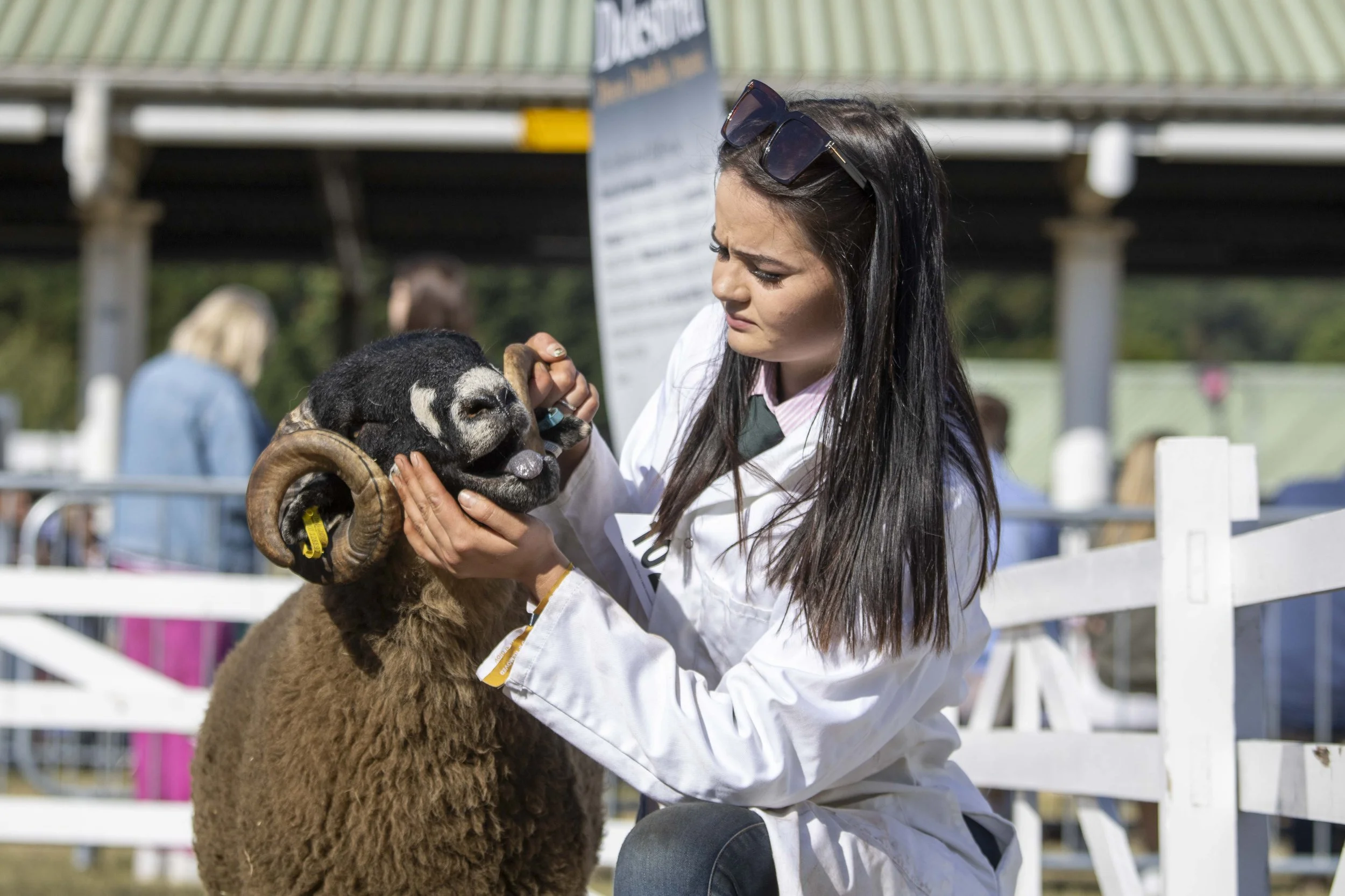 Young woman with long dark hair, sunglasses on her head, wearing a white lab coat, holds a Dalesbred sheep with curled horns, and appears to be evaluating or examining the sheep at an outdoor event with people and a white fence in the background.