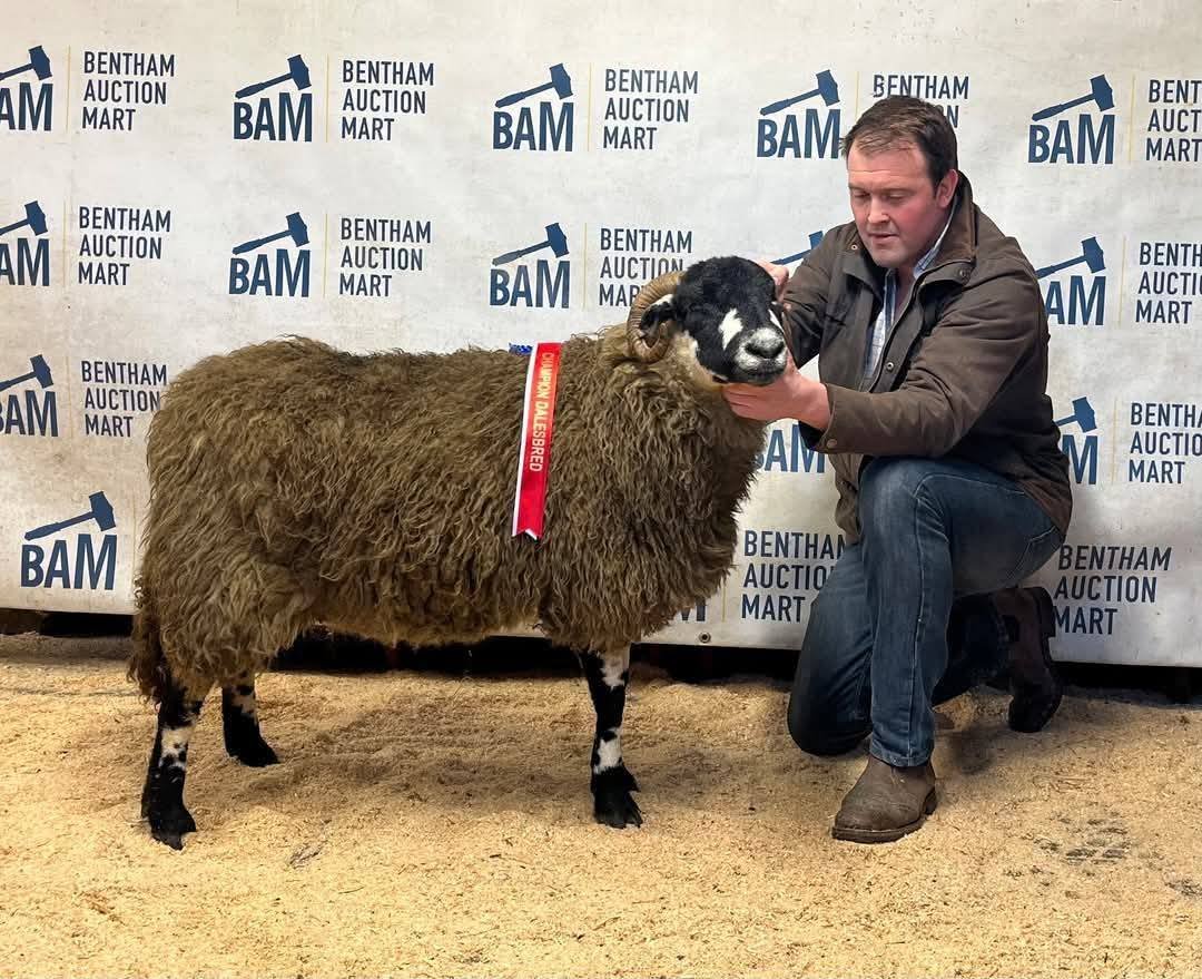 A champion Dalesbred Sheep