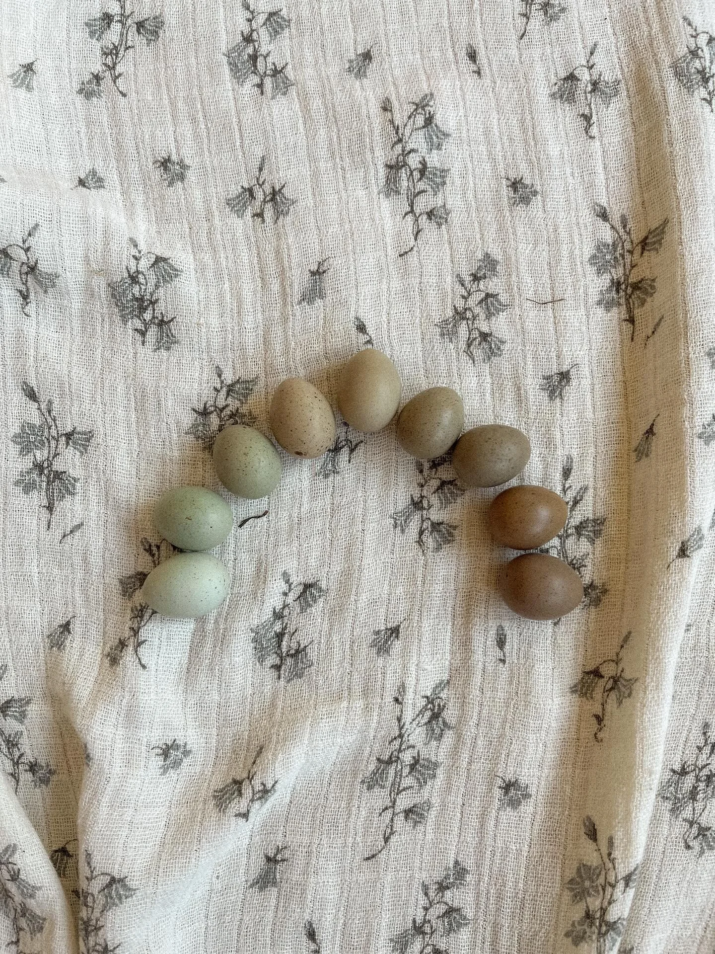 my goodness, you guuuuuuuys, are these not the tiniest little eggs you ever did see?!
little button quail going in the incubator today ♡ 
sharli is beside herself with excitement&mdash;can&rsquo;t even imagine what tiny little babies will hatch out o