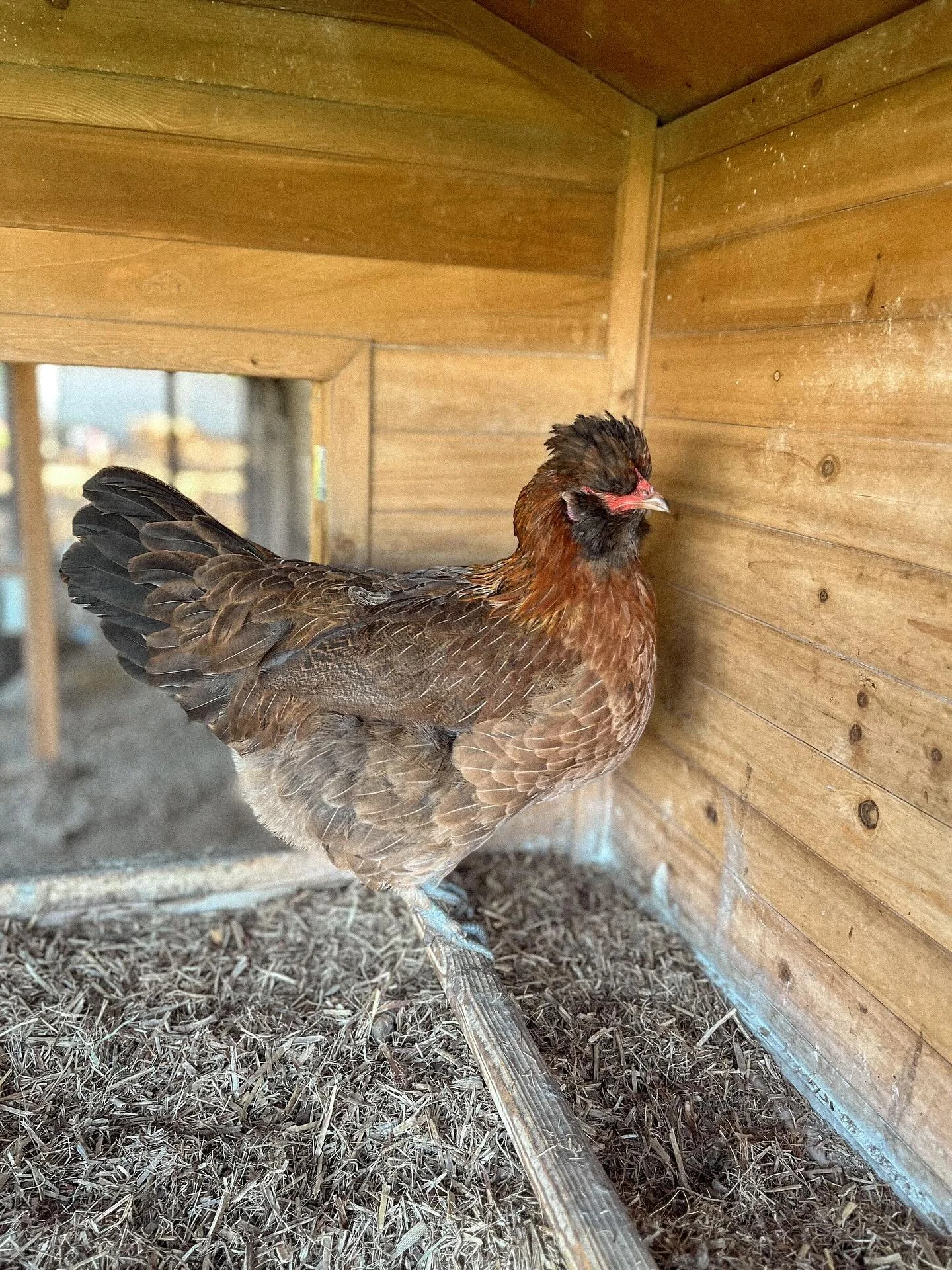 Dawn
a beautiful wellie X araucana, shes part of our olive egger posse.