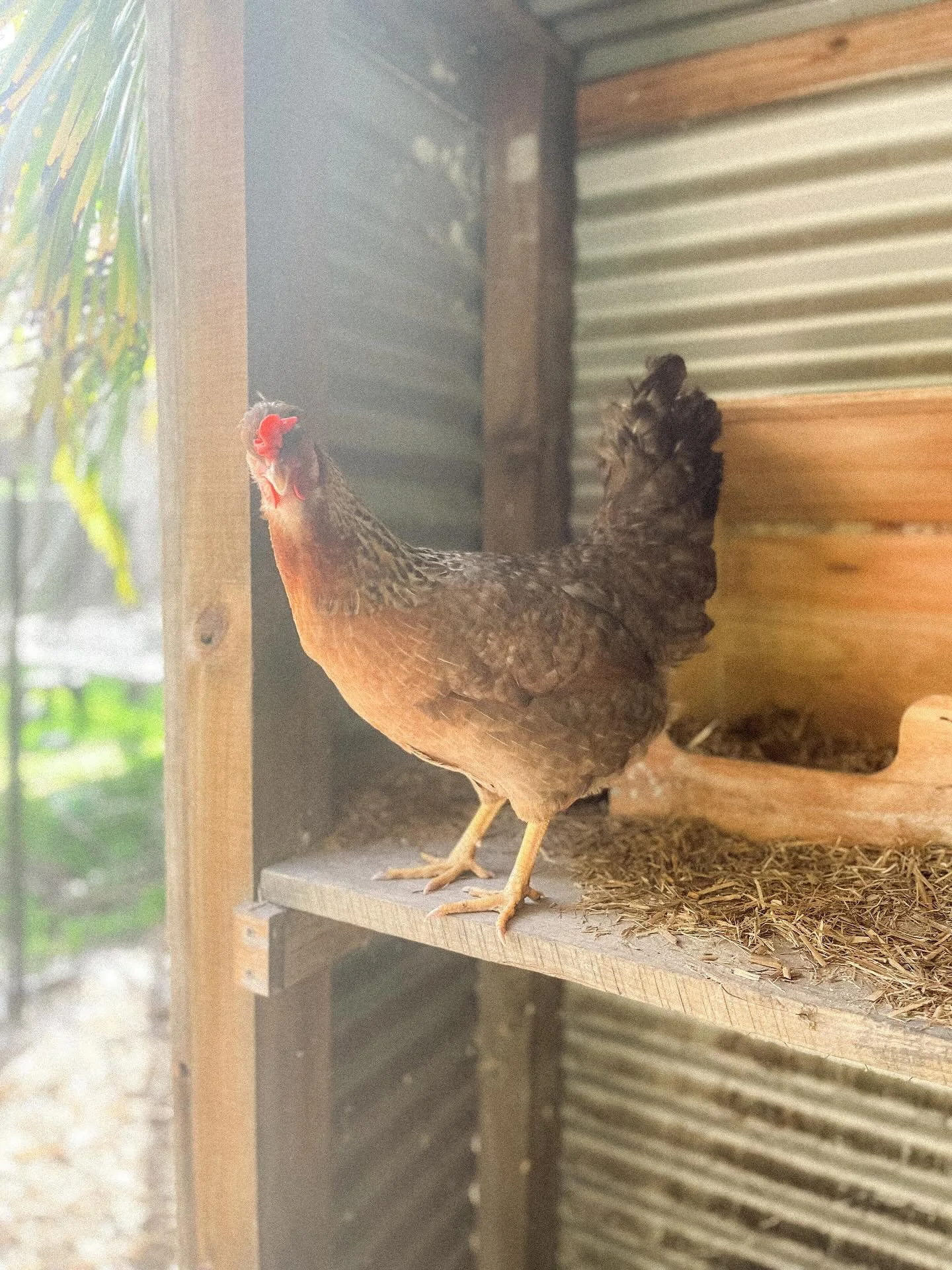 Jane.
she is Junie&rsquo;s cream legbar sister and also brings a blue egg to the party 🩵