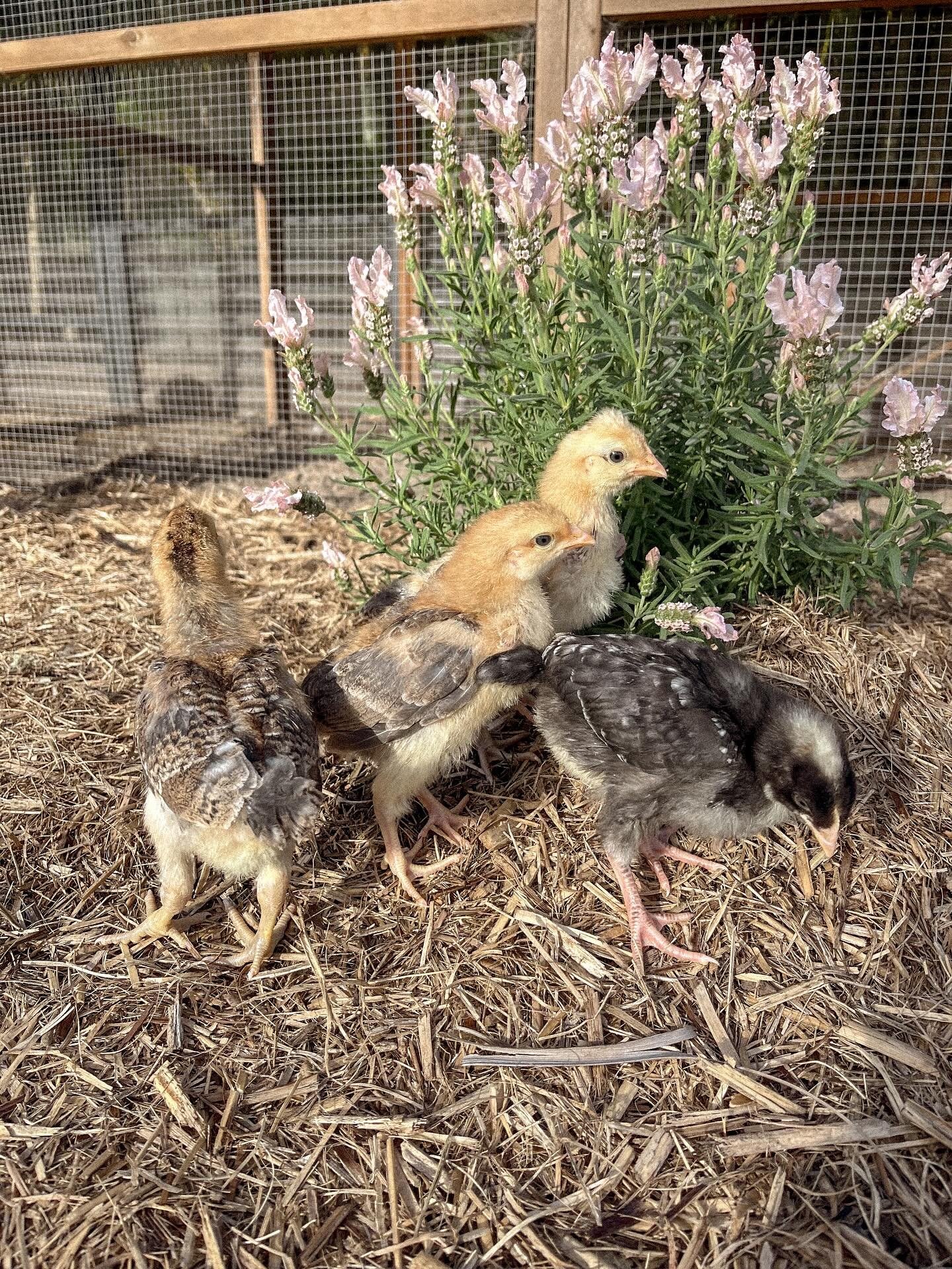 and then there were four 🤍
the rest of our darling &lsquo;class of 25&rsquo; chicks went off to two beautiful new homes.
these four will join our flock.