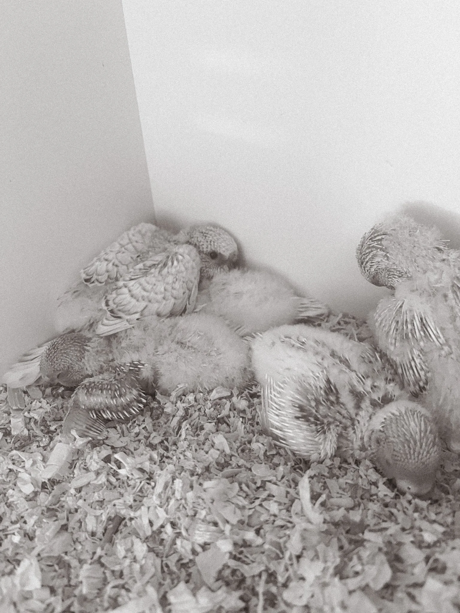 BUDGIE UPDATE week three