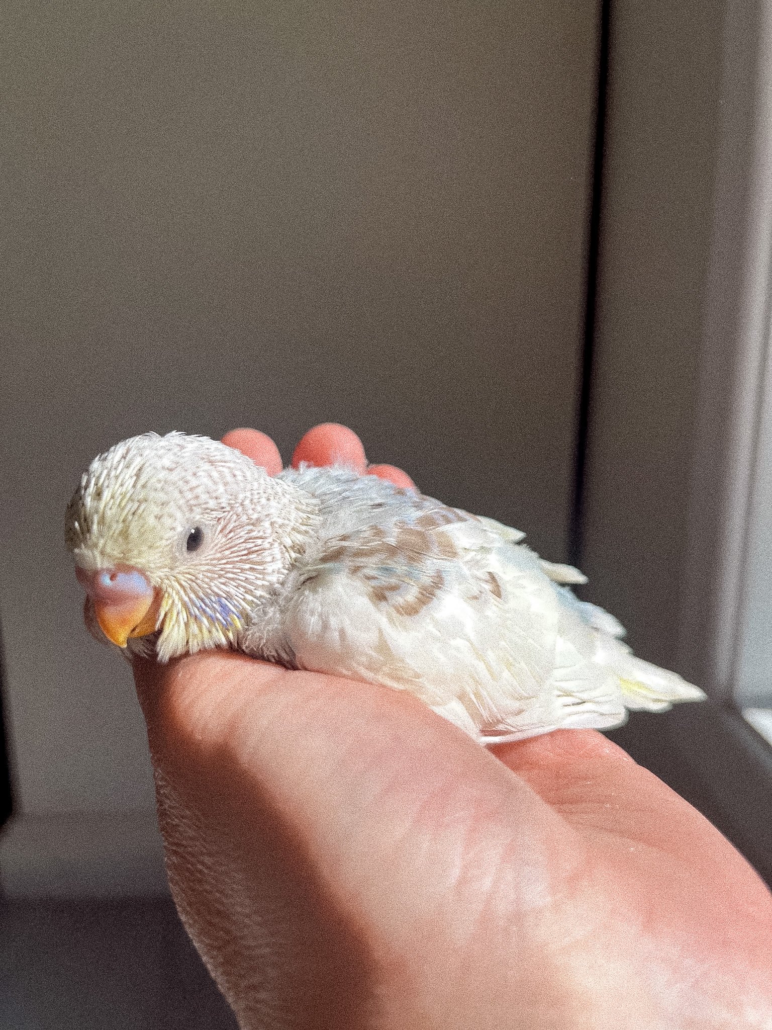 Yellow Pied #2 - RESERVED