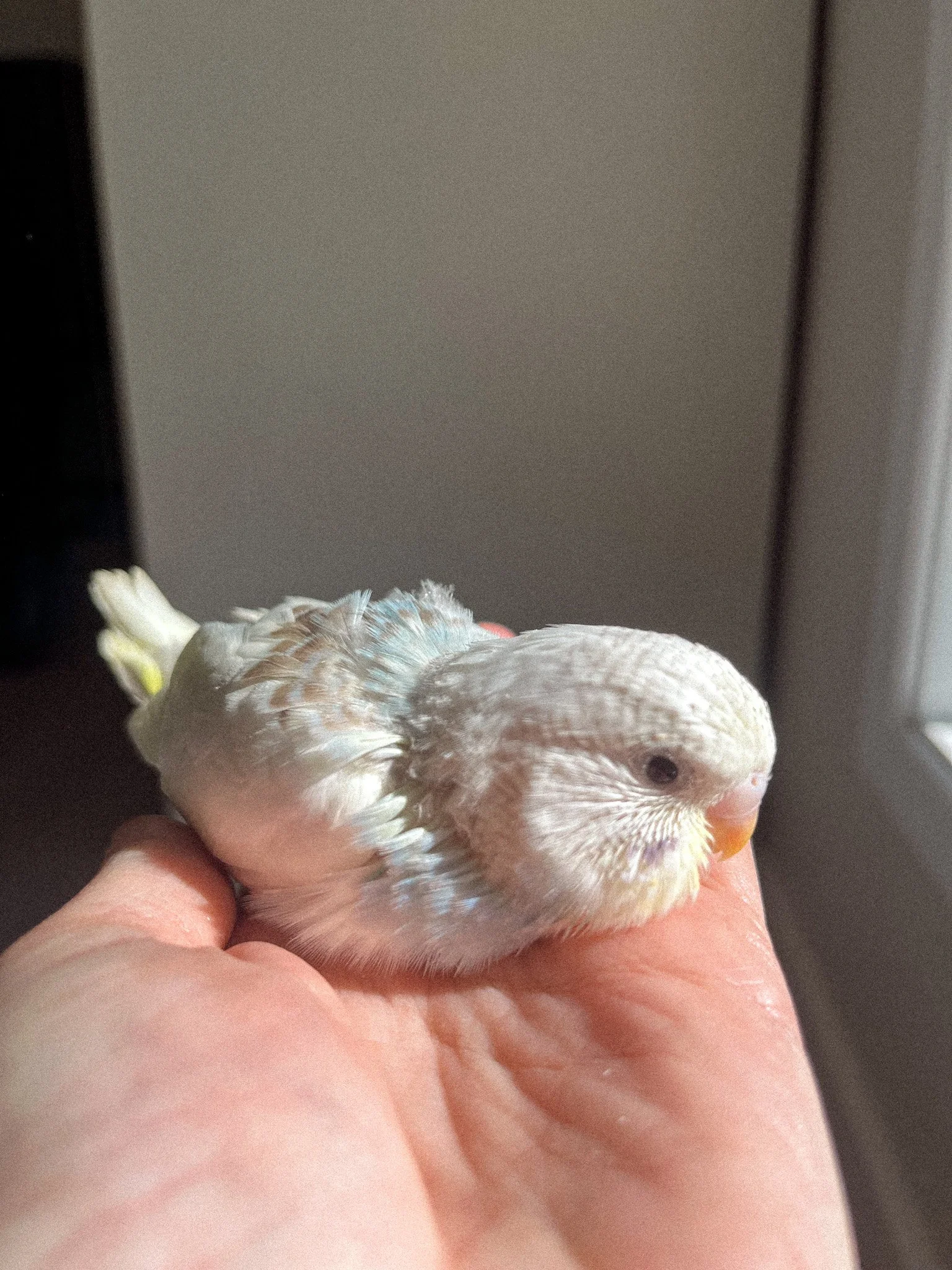 BUDGIE UPDATE week four