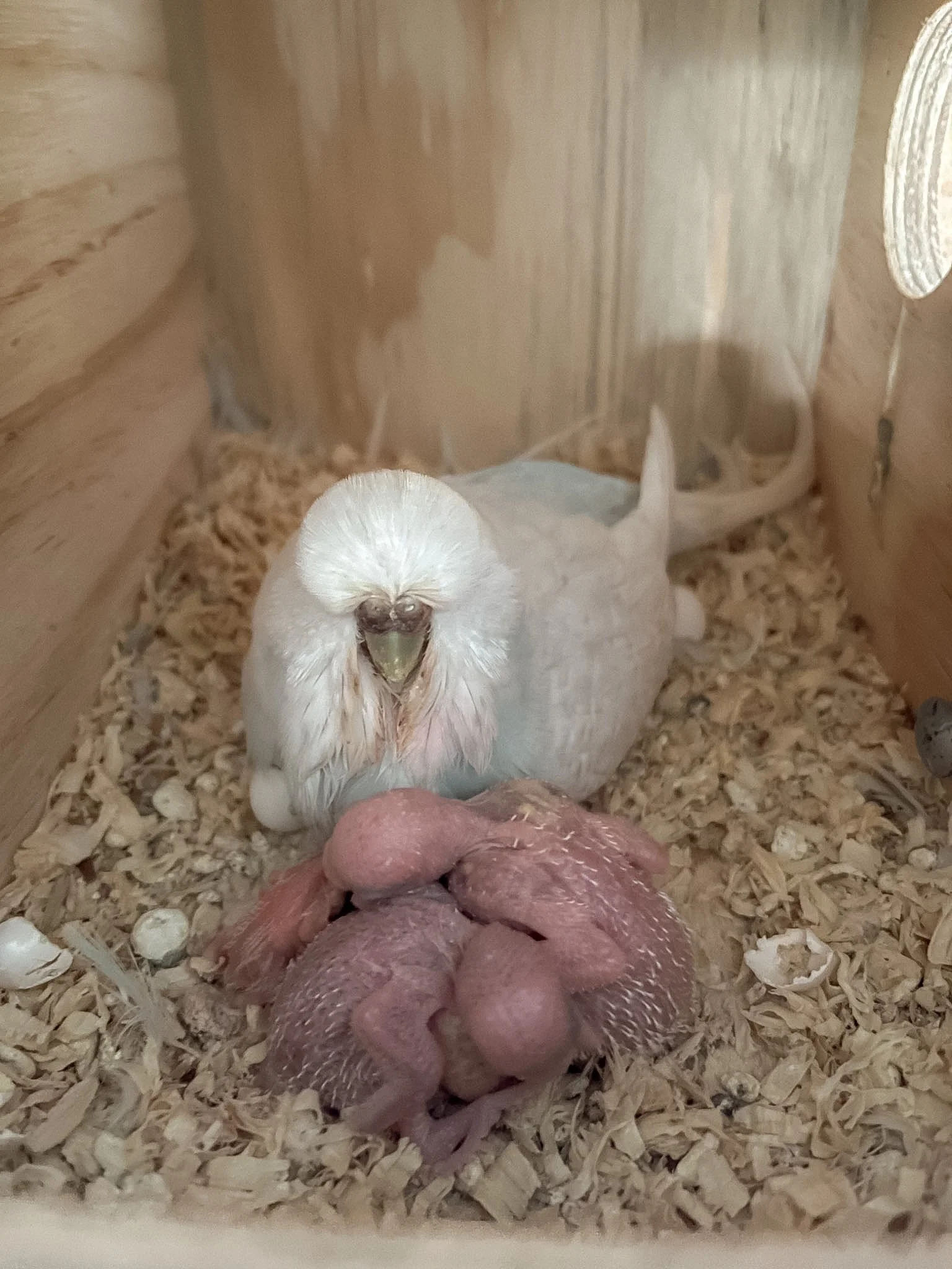 BUDGIE UPDATE week two