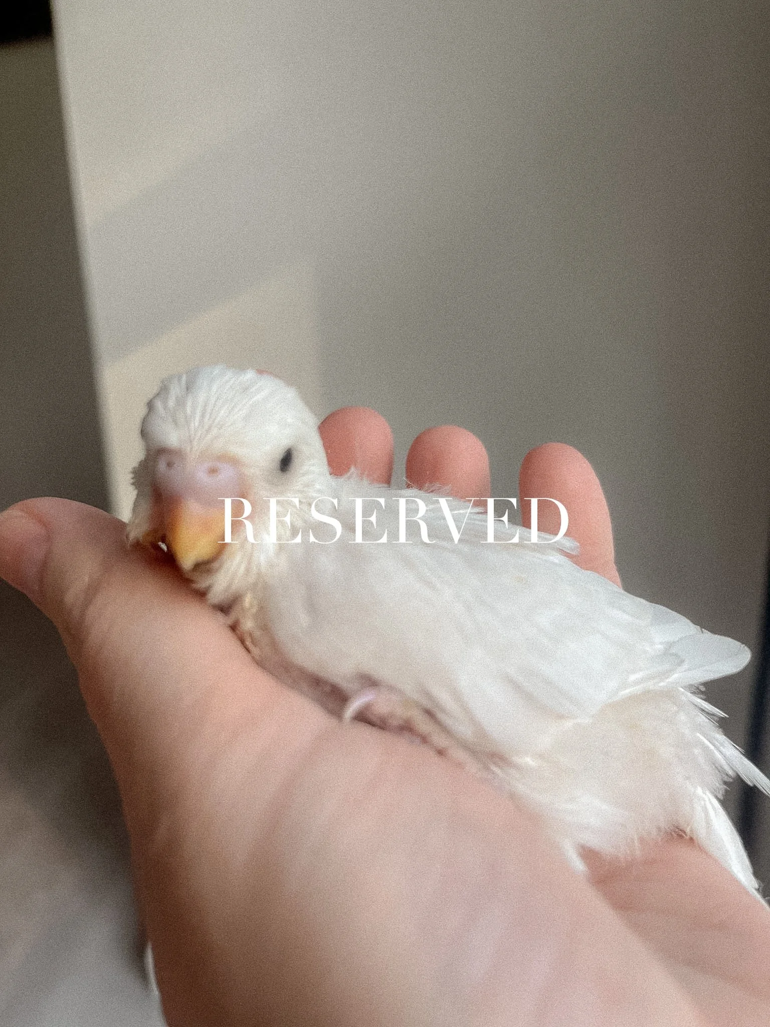 Dark Eyed Clear (male) - RESERVED