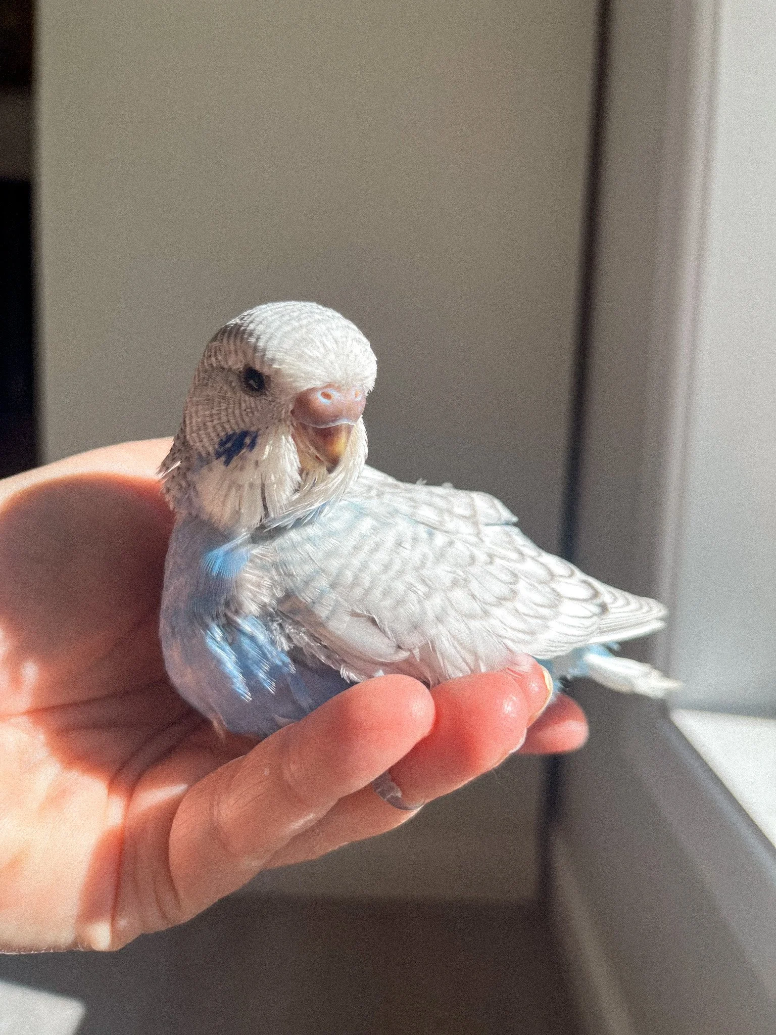 Blue Spangle - RESERVED