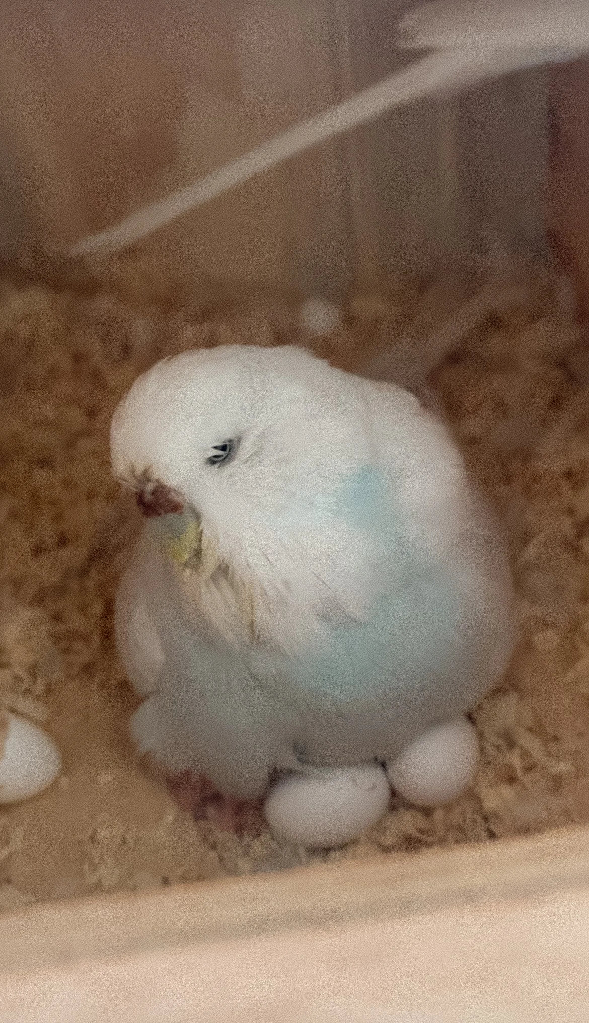 BUDGIE UPDATE week one