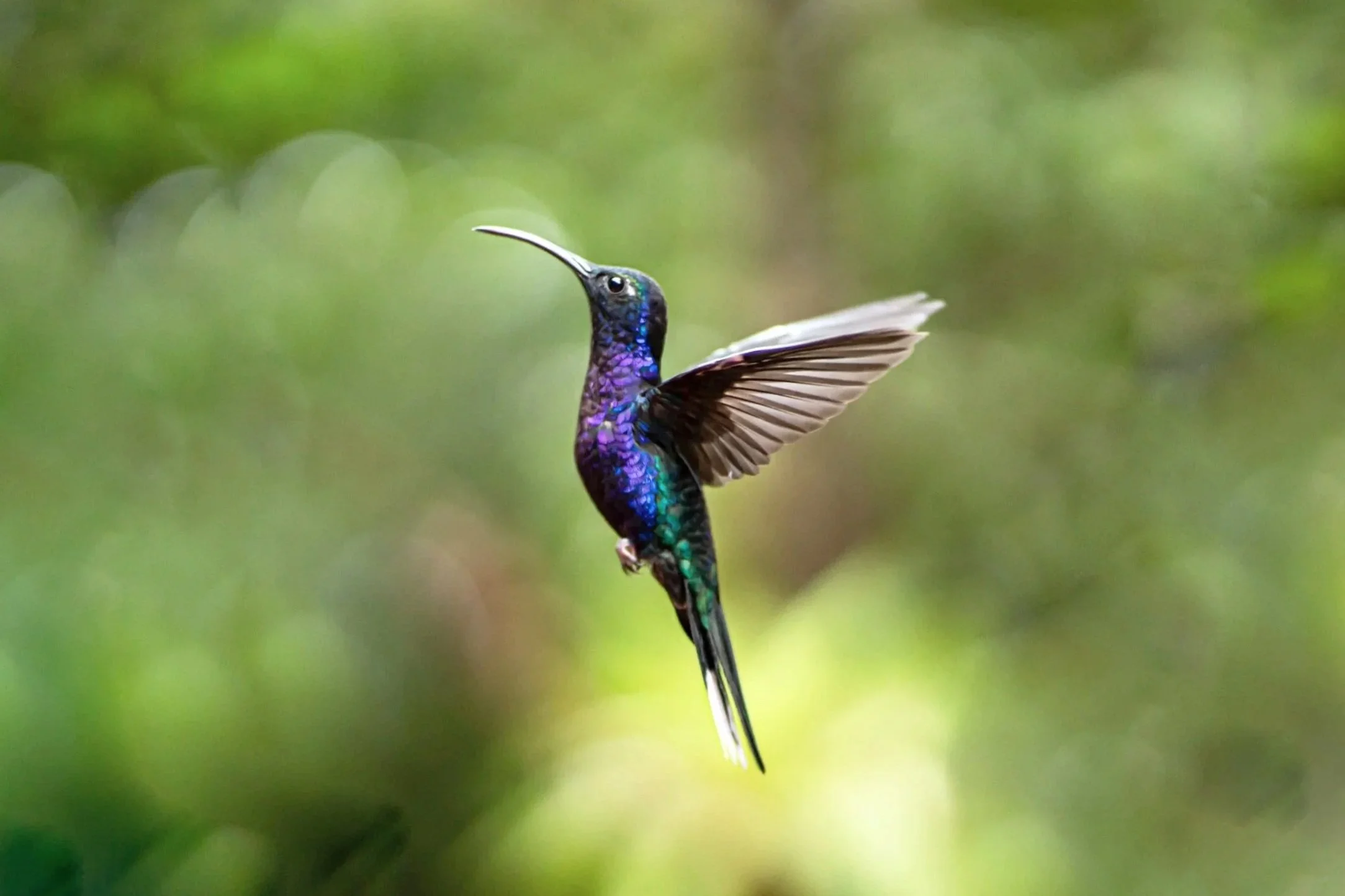 Colorful hummingbird with iridescent blue, purple, and green feathers, hovering with its wings spread against a blurred green background.