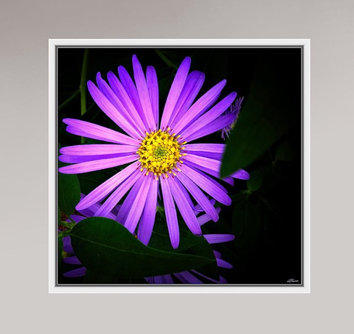 Michaelmas+in+Violet+metallic+framed.png